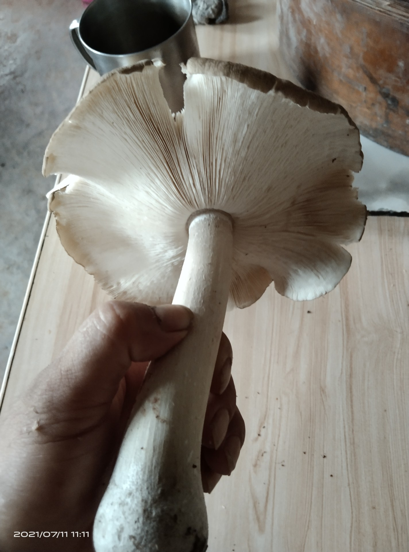 前几天下雨老妈捡的伞把菇实在太香了