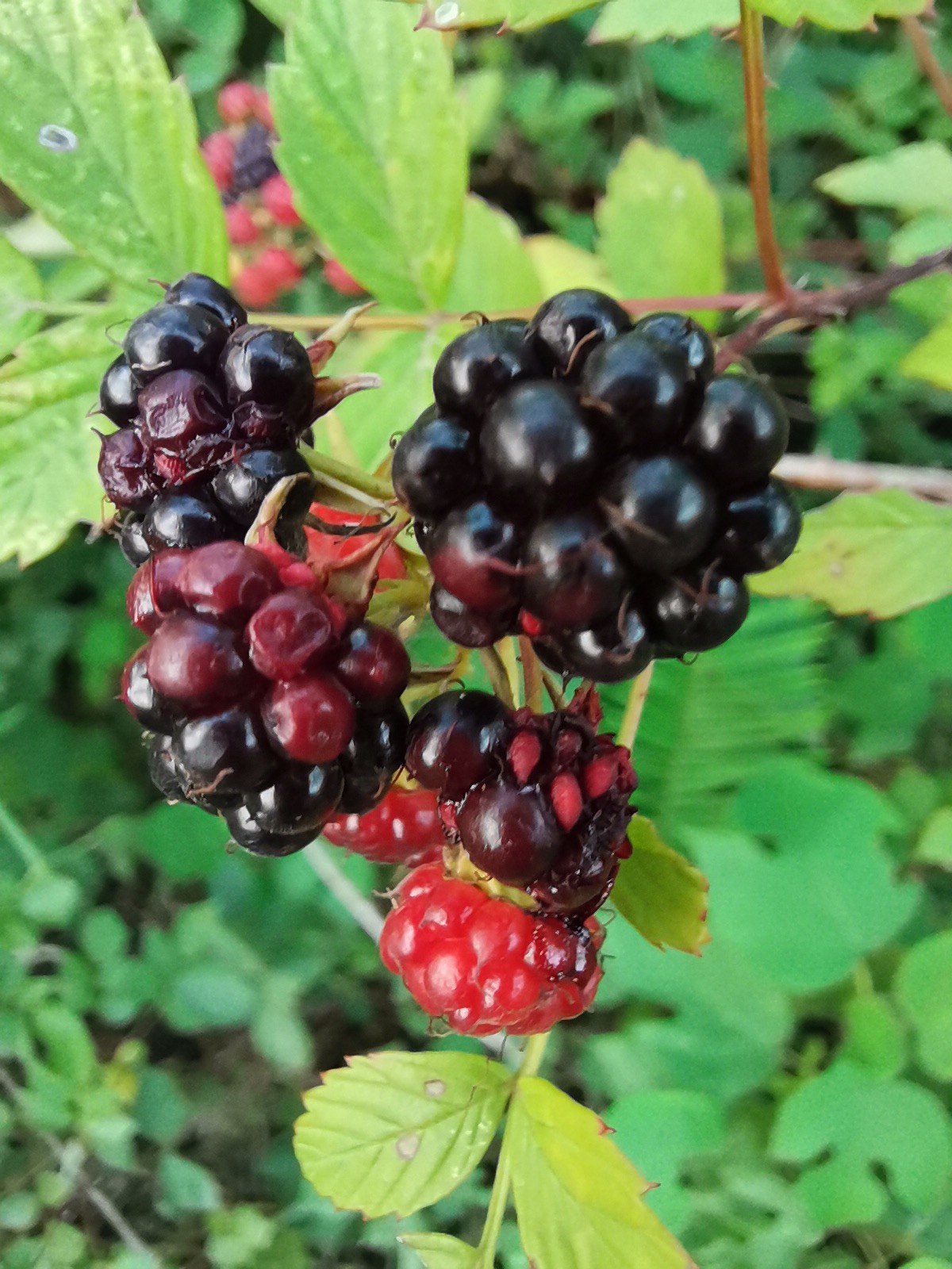 酸甜可口的刺泡儿