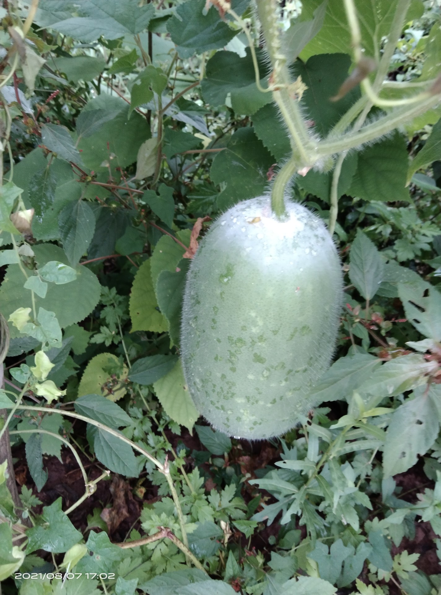 妈妈栽一窝粉冬瓜,乖的很而且很好吃