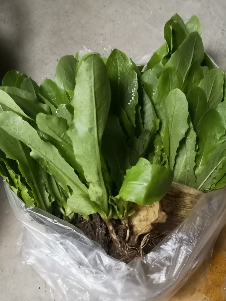 久逢甘露栽菜秧去