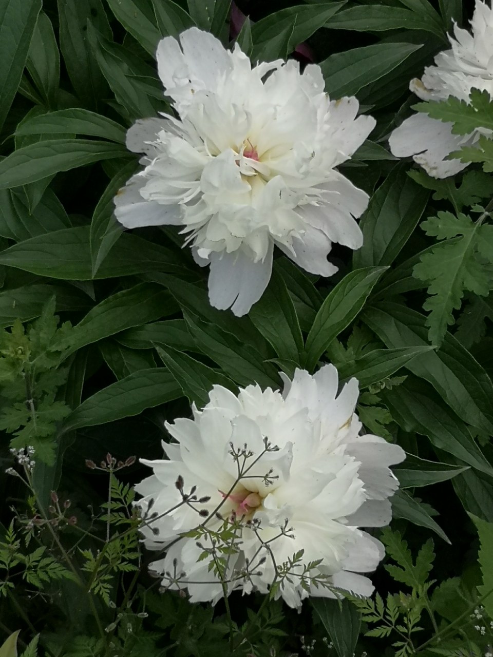 欣赏:芍药花特写