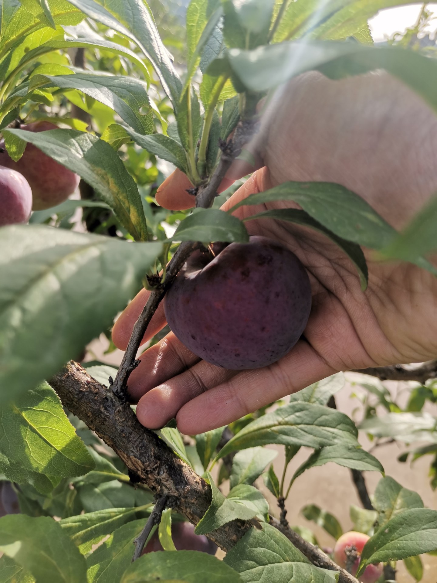 漂亮的黑布林李子