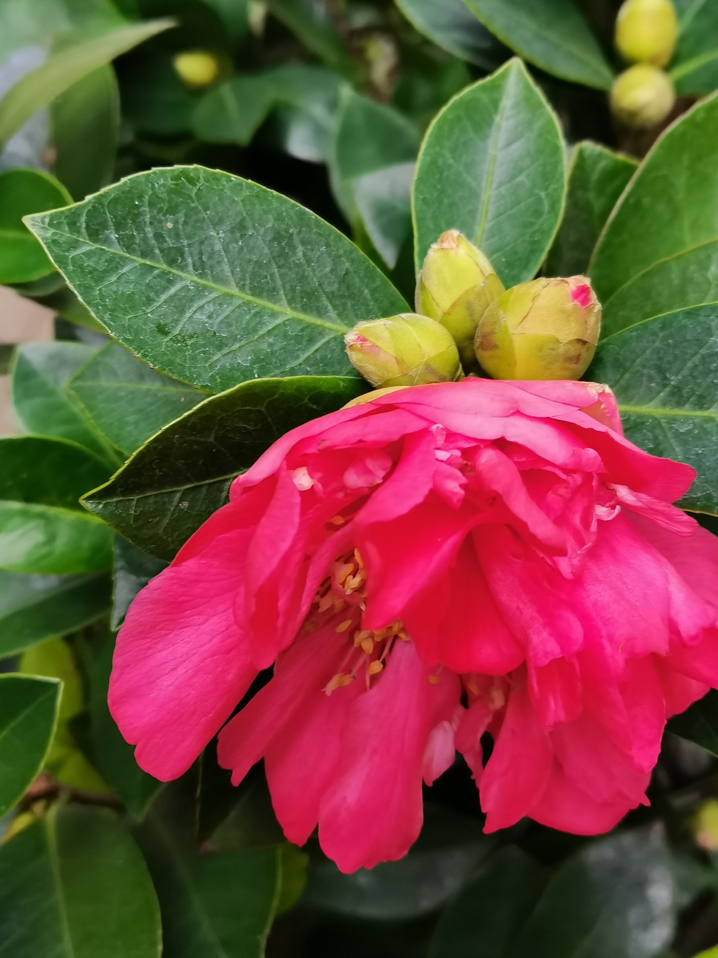 似有浓妆出绛纱,行光一道映朝霞.办公楼下花台的茶花开了