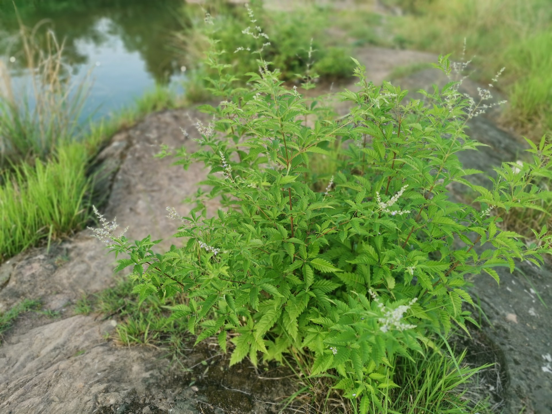 嗯,這就是在它調教下出好人那個黃荊棍