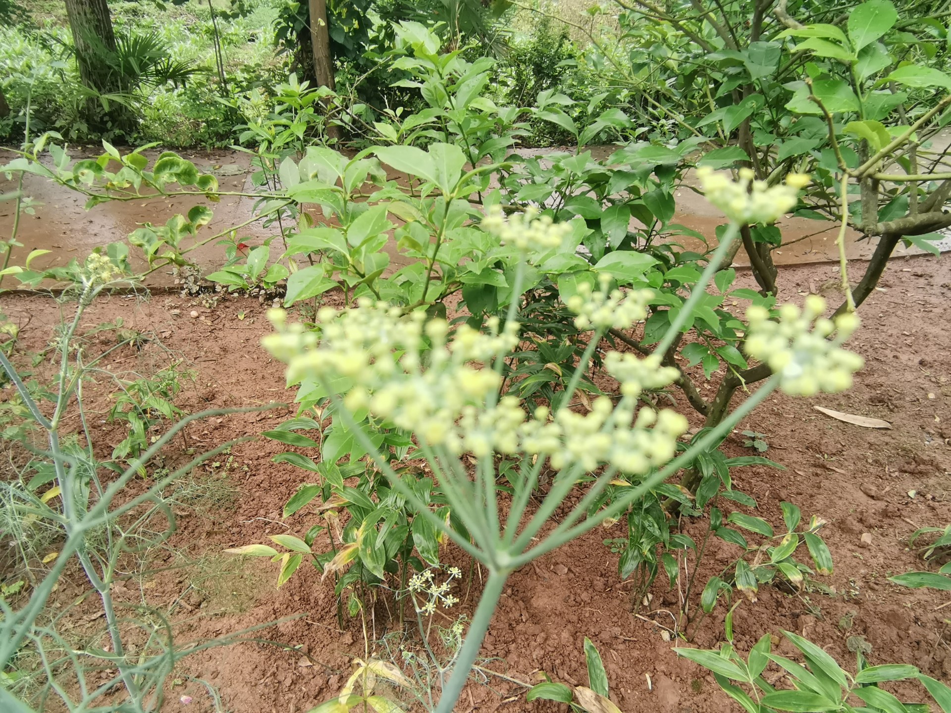 鲁迅小说《孔乙己》中做茴香豆的茴香,你认识不?