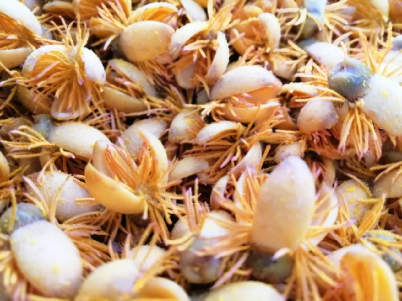 生长在资阳九曲河示范段的一种奇特的树——董棕树