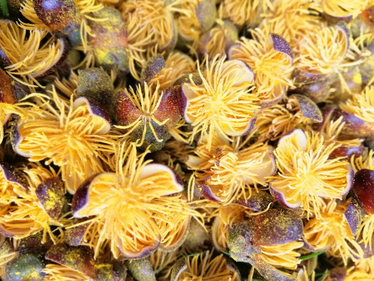 生长在资阳九曲河示范段的一种奇特的树——董棕树