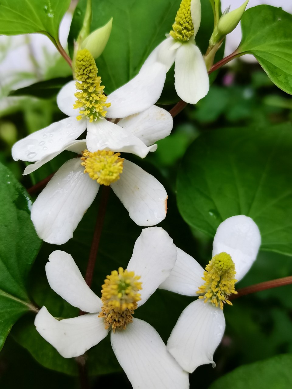 折耳根花你见过吗?