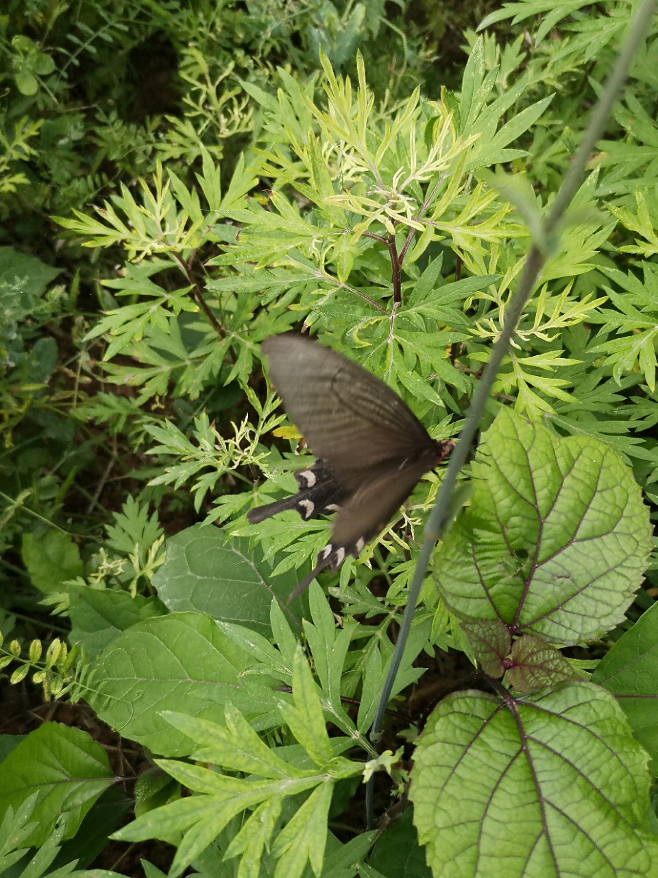 欣赏:一只黑蝴蝶翻飞的轨迹