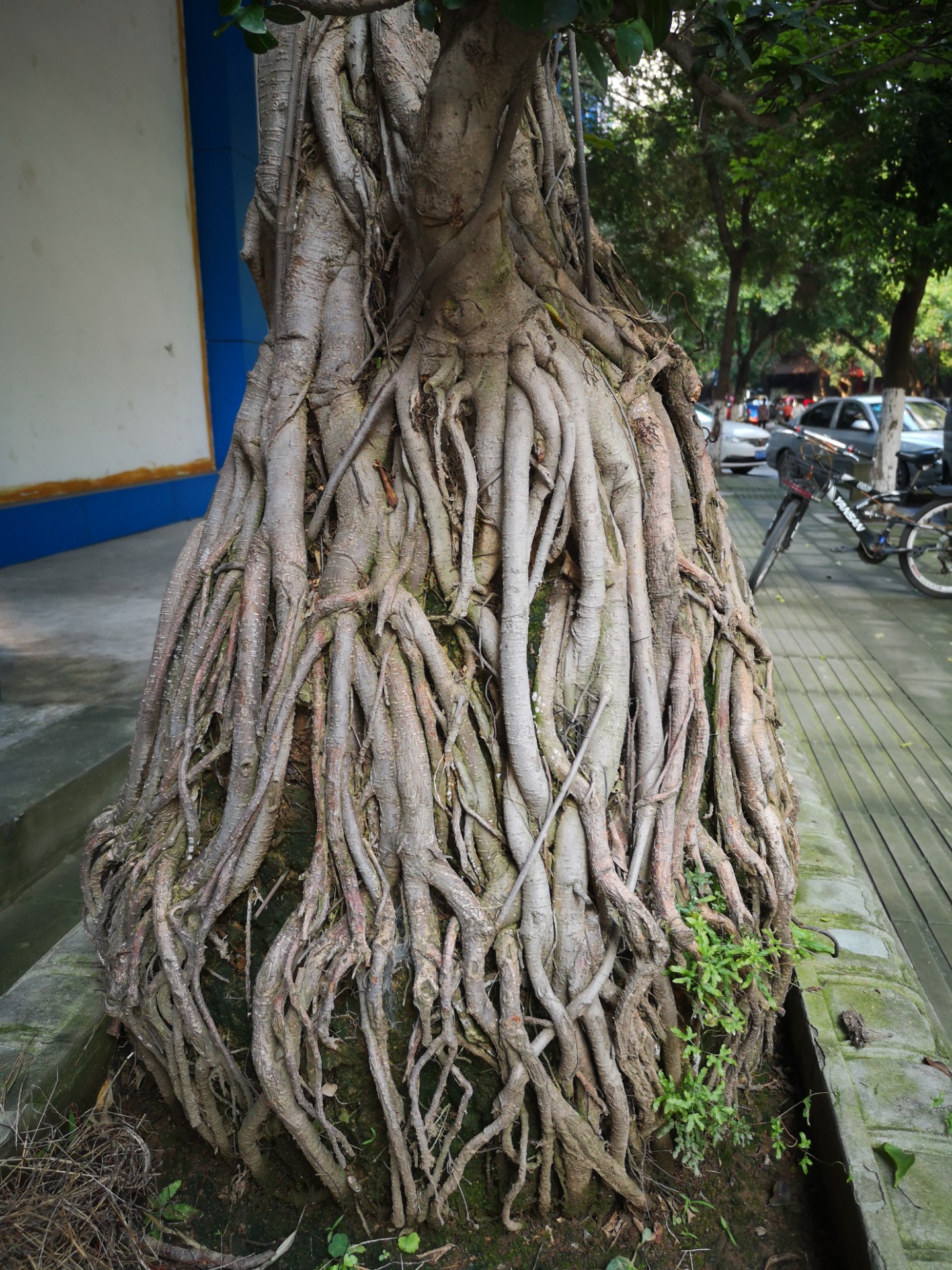 叶子稀少,造型不理想;但这树的根造型特别,又细又多,根系非常发达真是