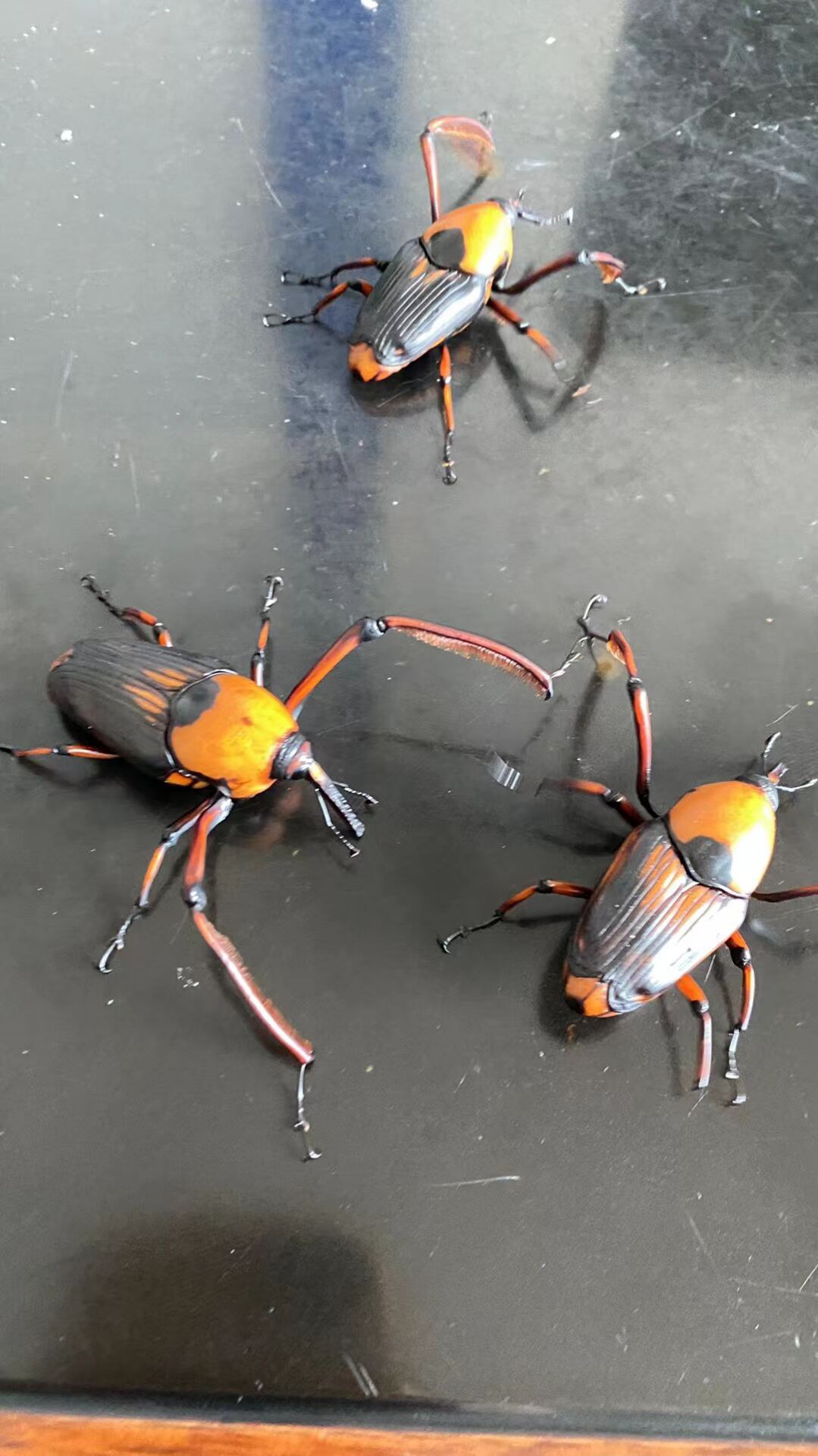 细雨绵绵,把柿子摘回家窝起,等一段时间就可以吃了,八角叮,竹子虫,有