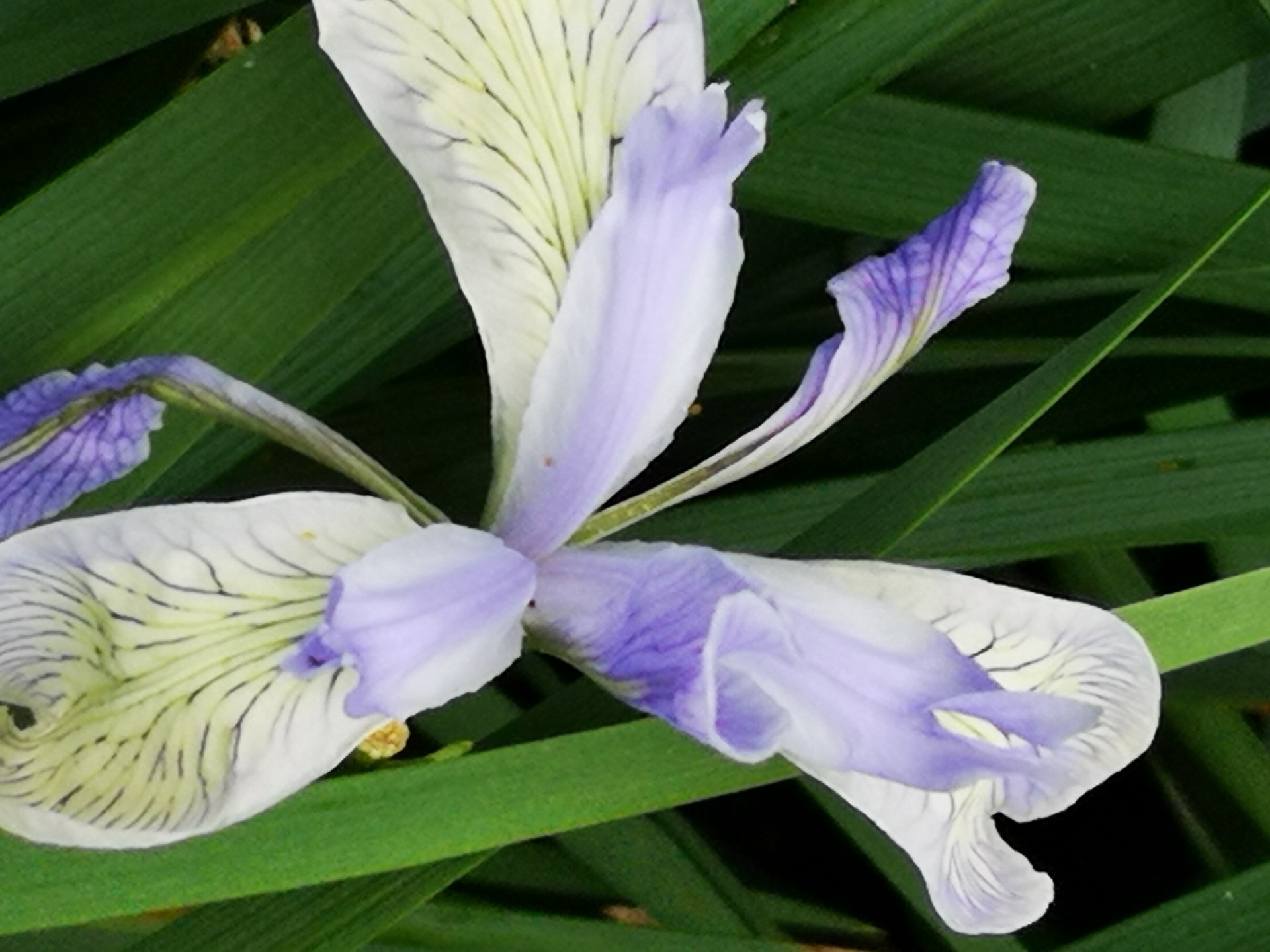 这"马蹄花"很美,不看会后悔