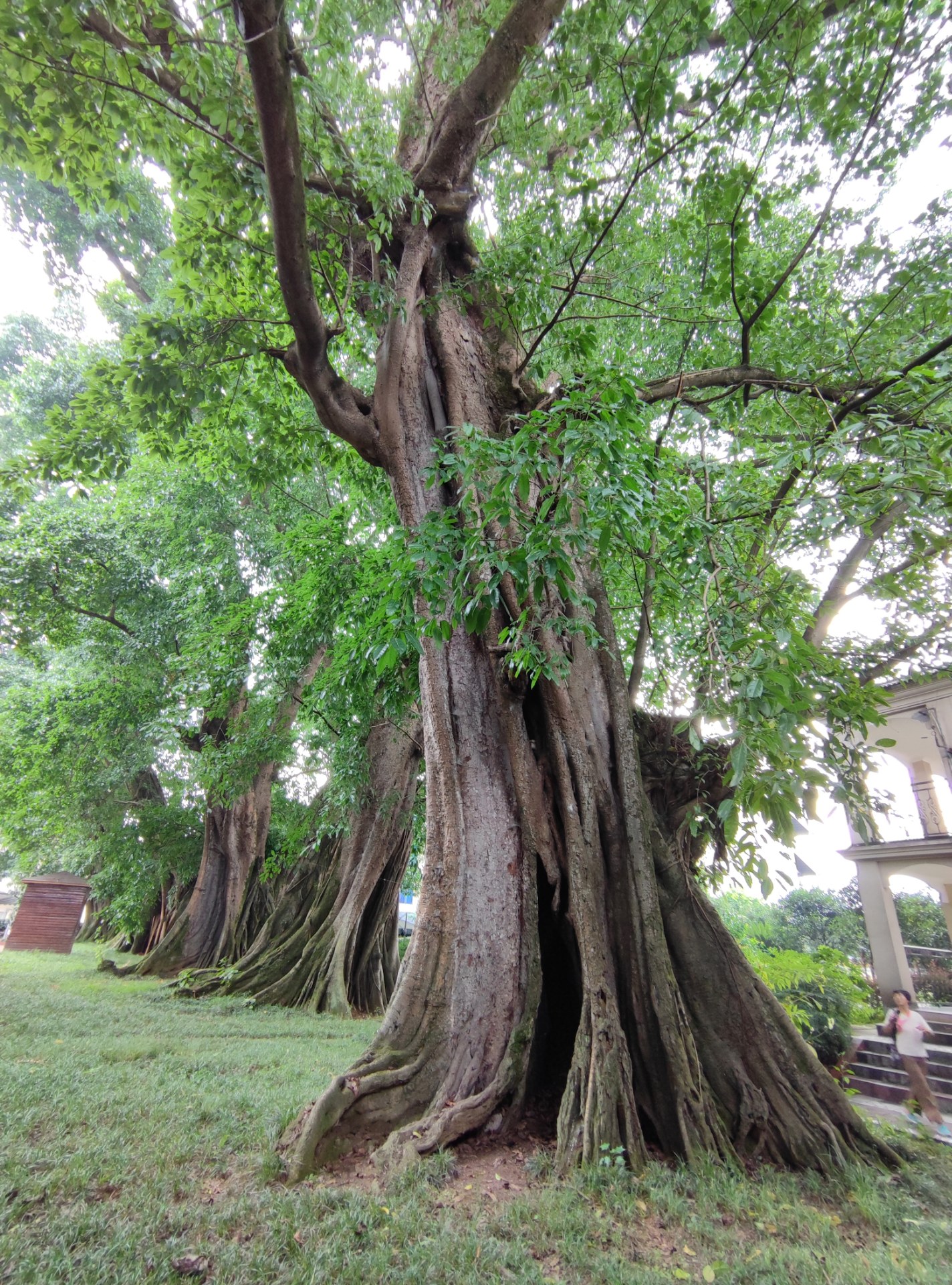 你见过六百年树龄的榕树王吗?
