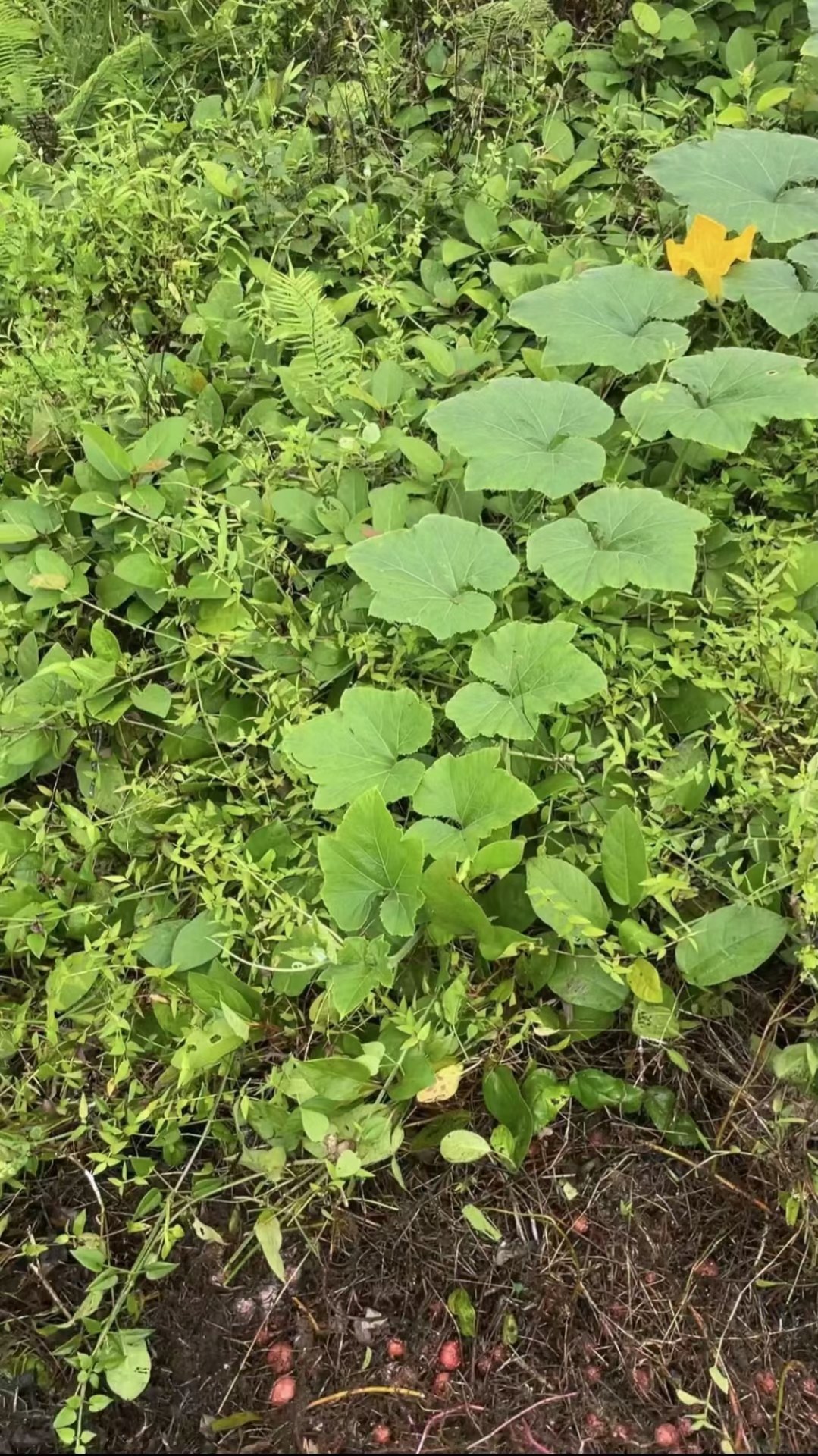 四川的野地瓜又熟了,在外的四川人你有钱也买不到