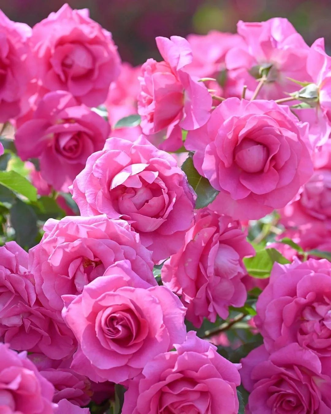 九月金秋好时光,五彩缤纷满屏花