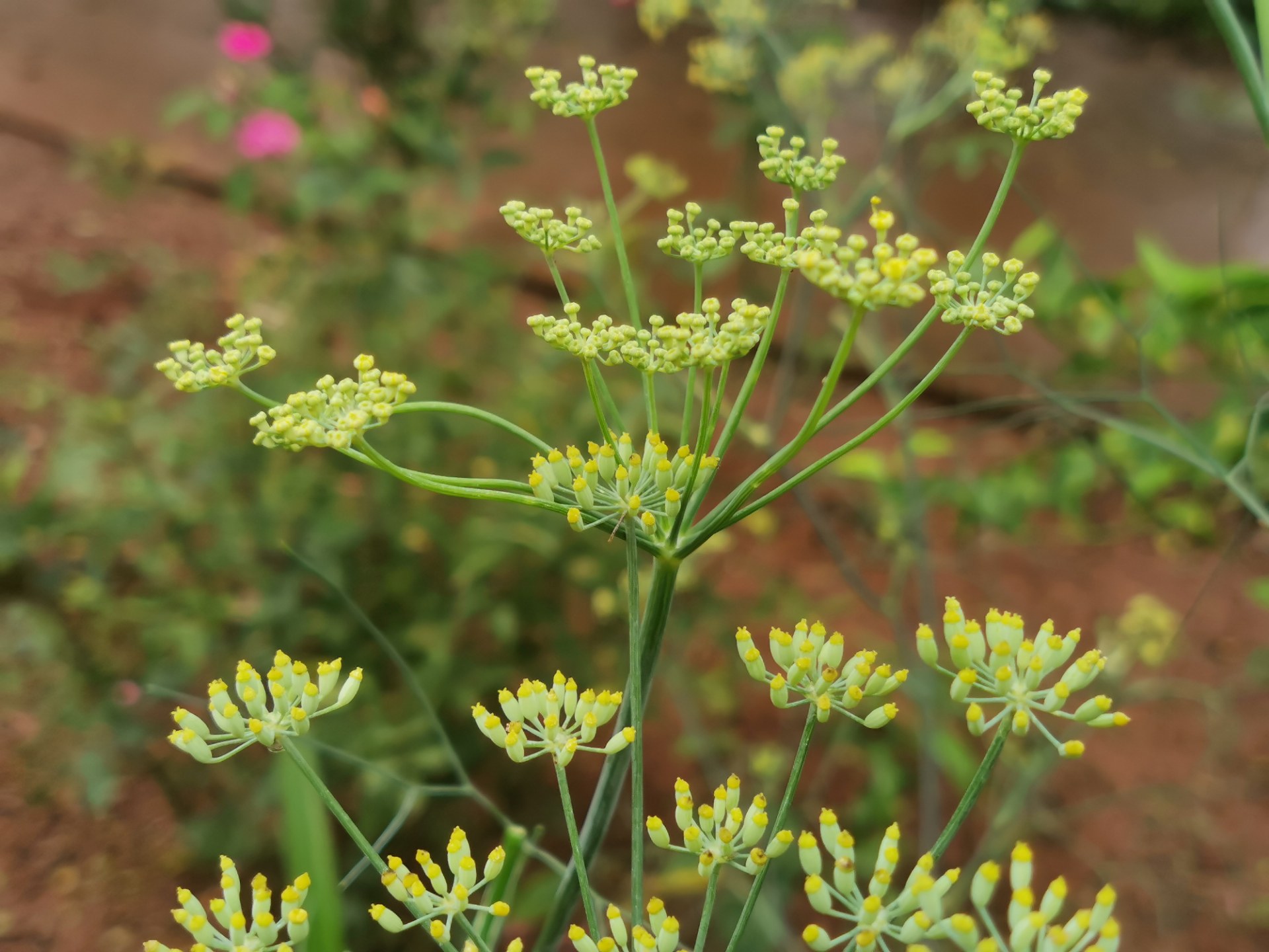 鲁迅小说《孔乙己》中做茴香豆的茴香,你认识不?