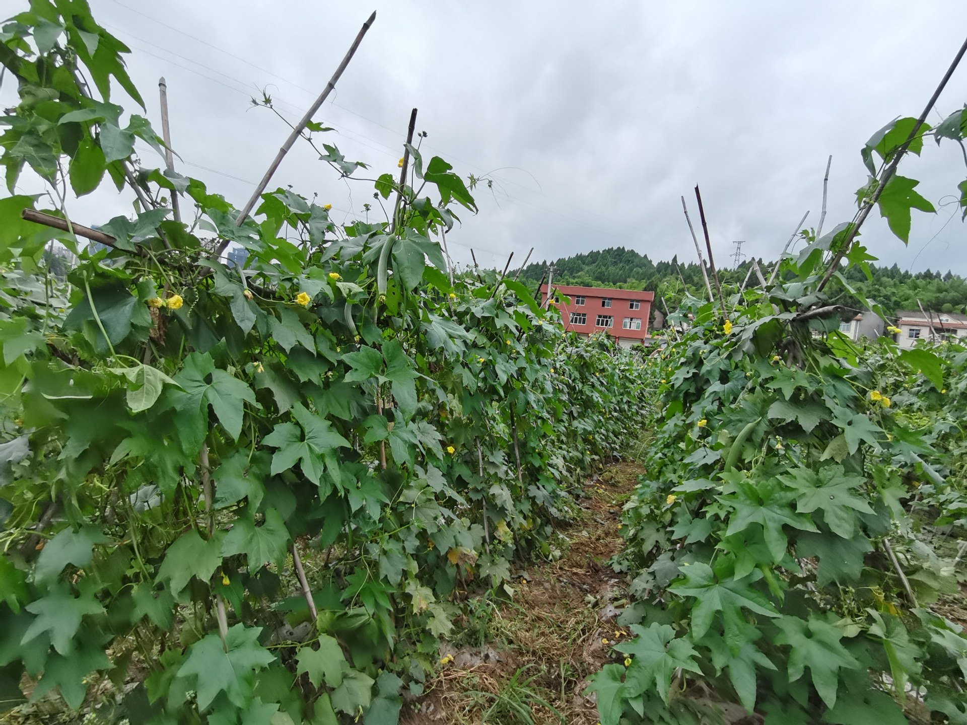 搭架牵藤,只要通风光照好,结的也好,这个柑子土旁的一大块地的丝瓜地