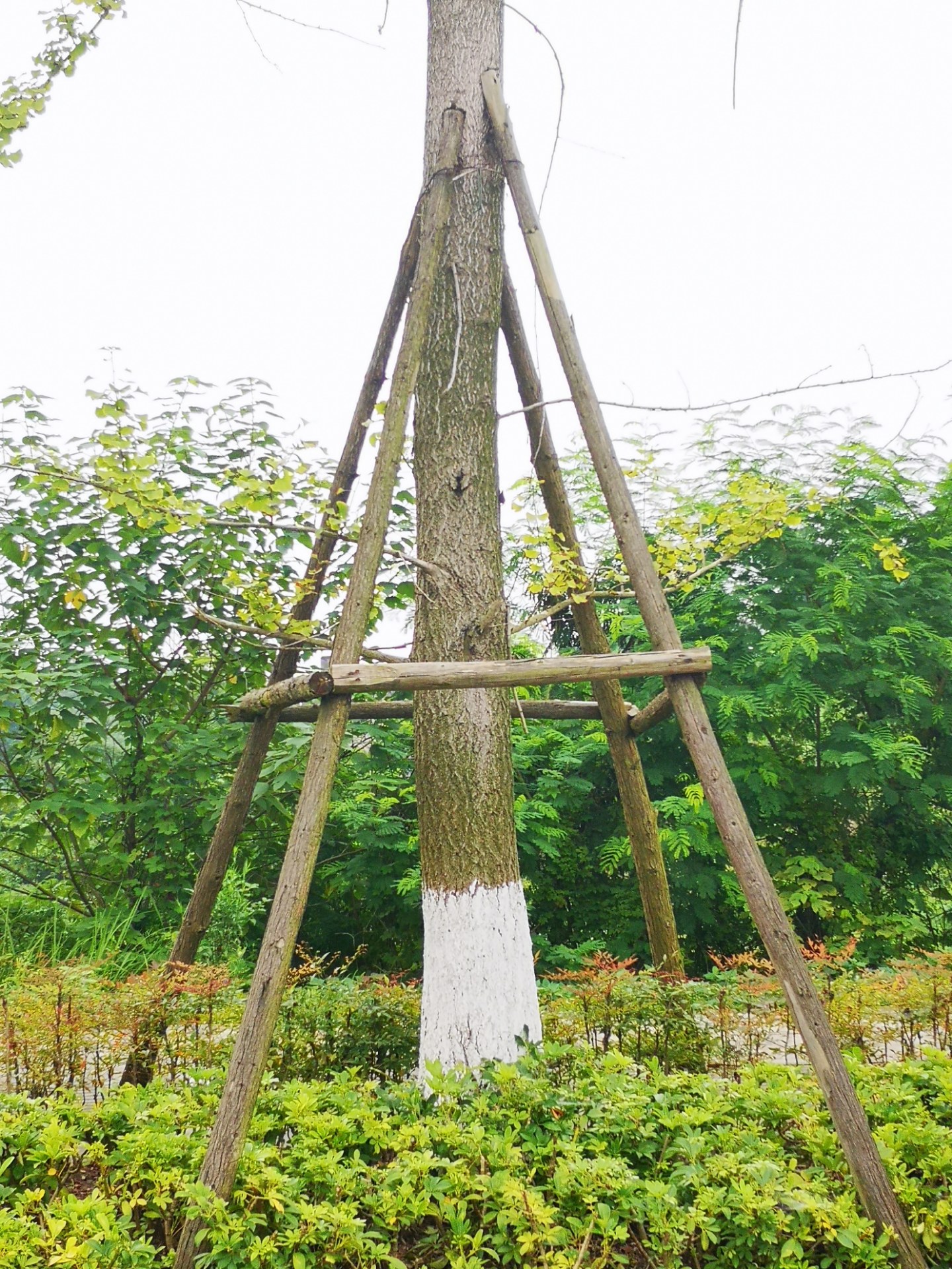 隆昌这防树倾斜的支撑方法,不伤树又美观值得借鉴