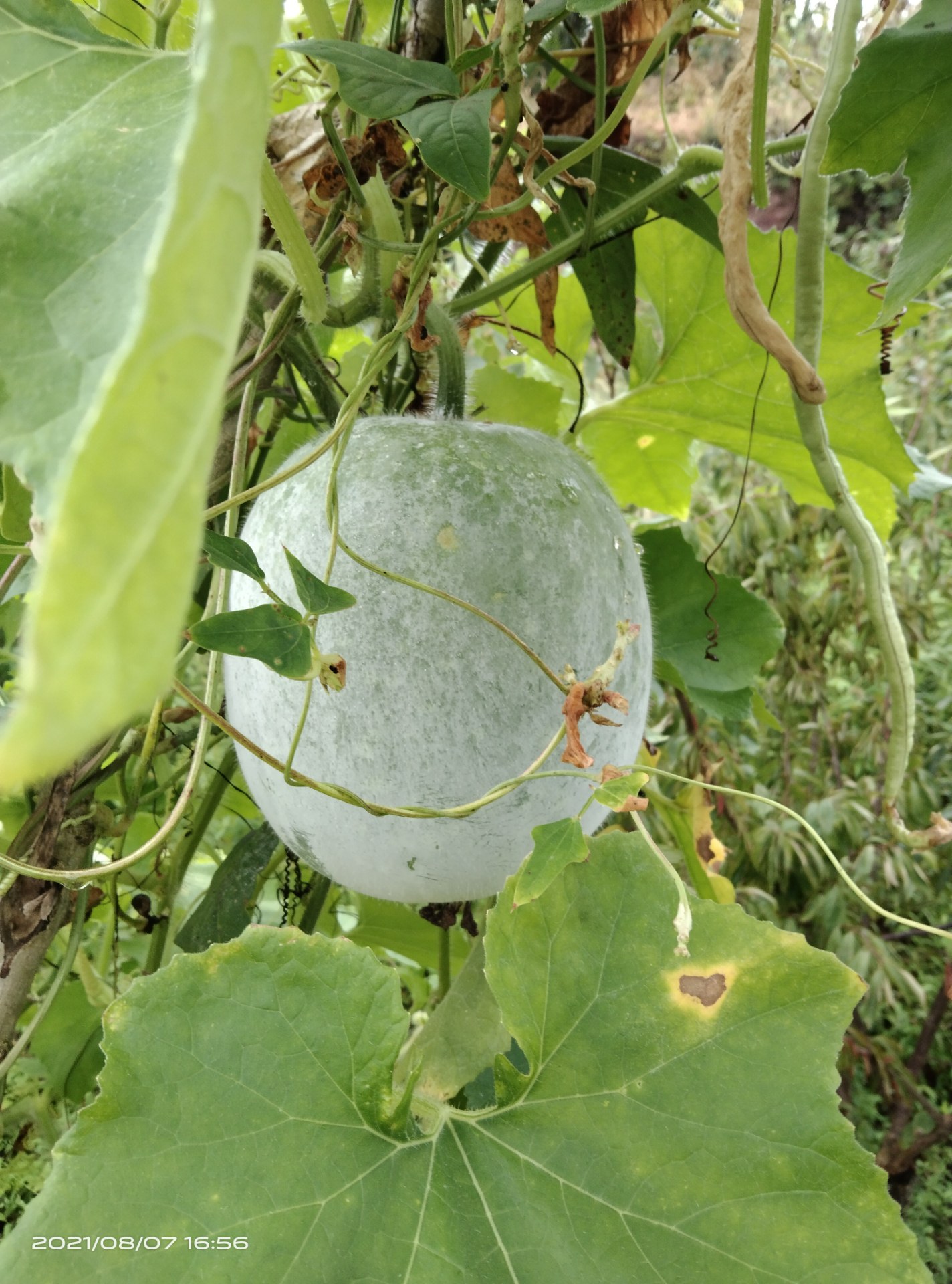 妈妈栽一窝粉冬瓜,乖的很而且很好吃