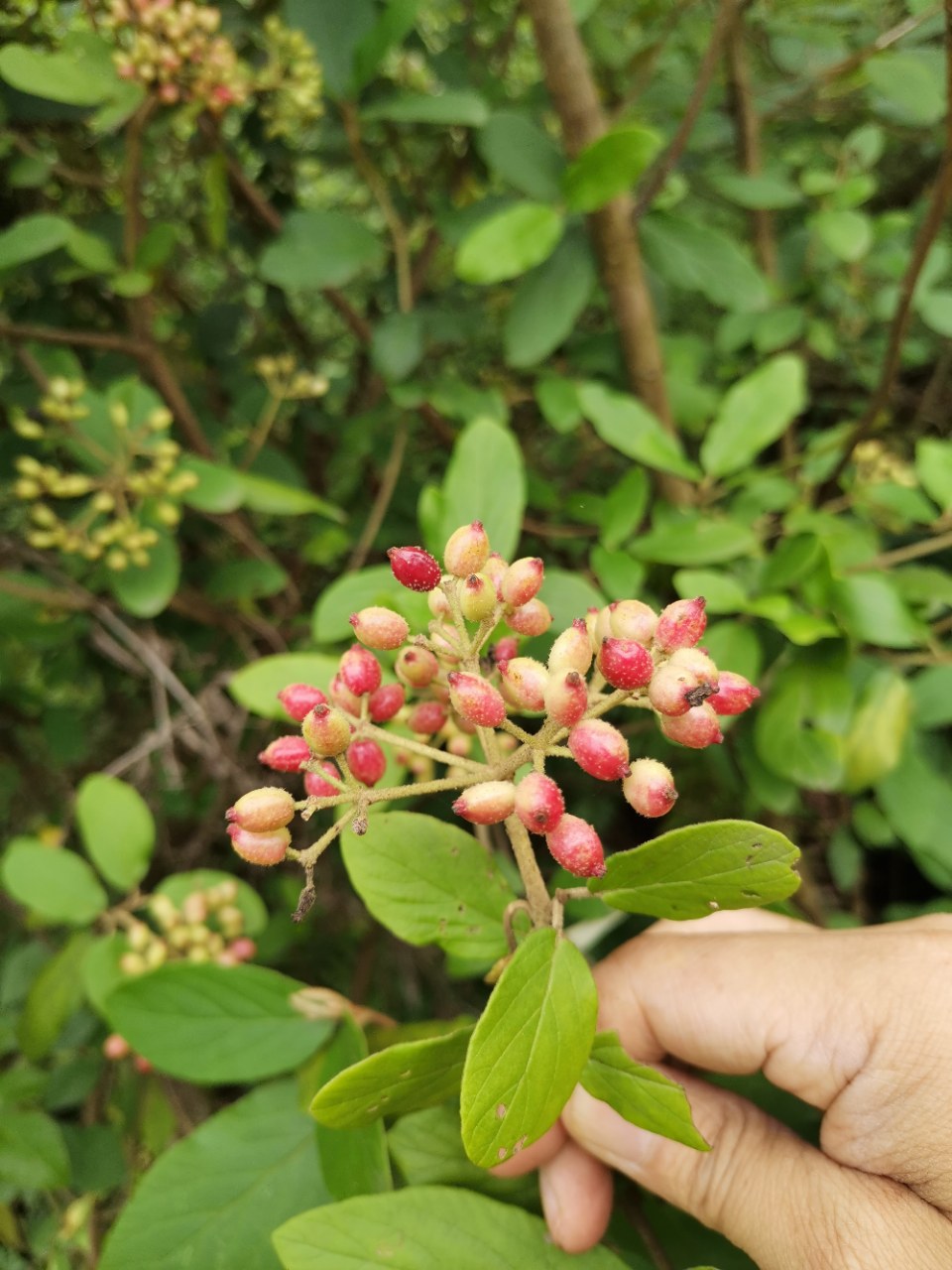 漂亮的烟管荚蒾