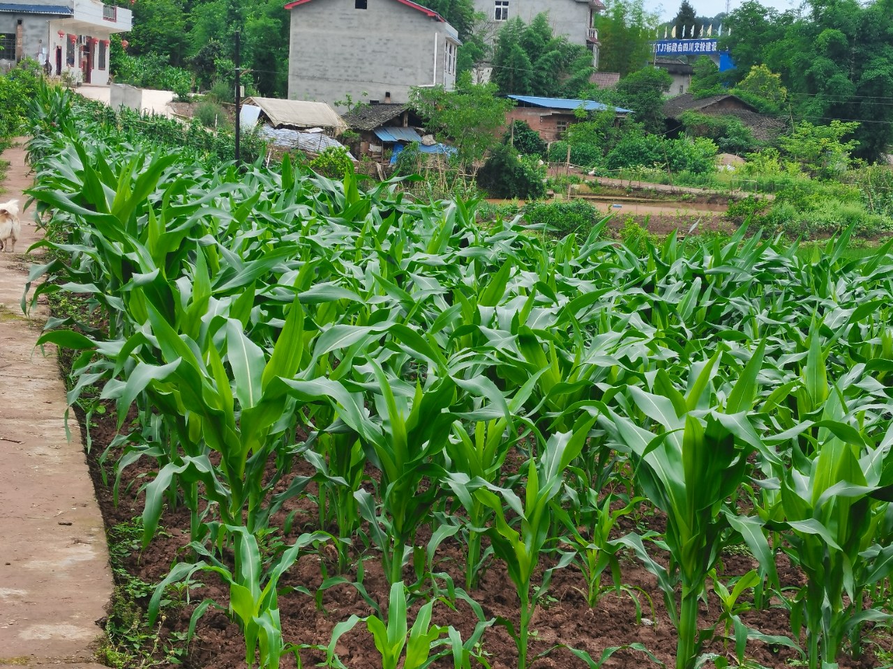 玉米苗茁壮成长