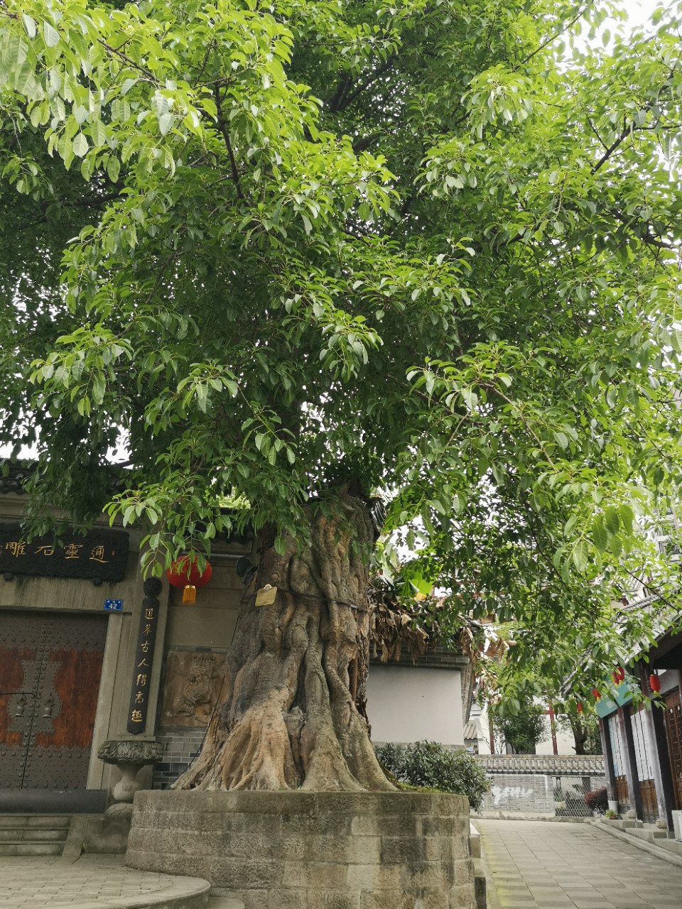 在隆昌道觀坪42號,有一棵四川省古樹名木三級保護植物,已成活