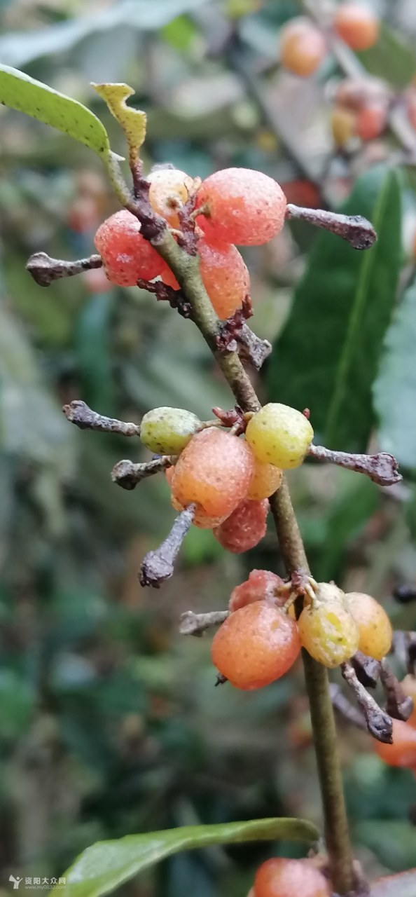 儿时记忆,你们有几个叫法,我们叫羊奶奶.