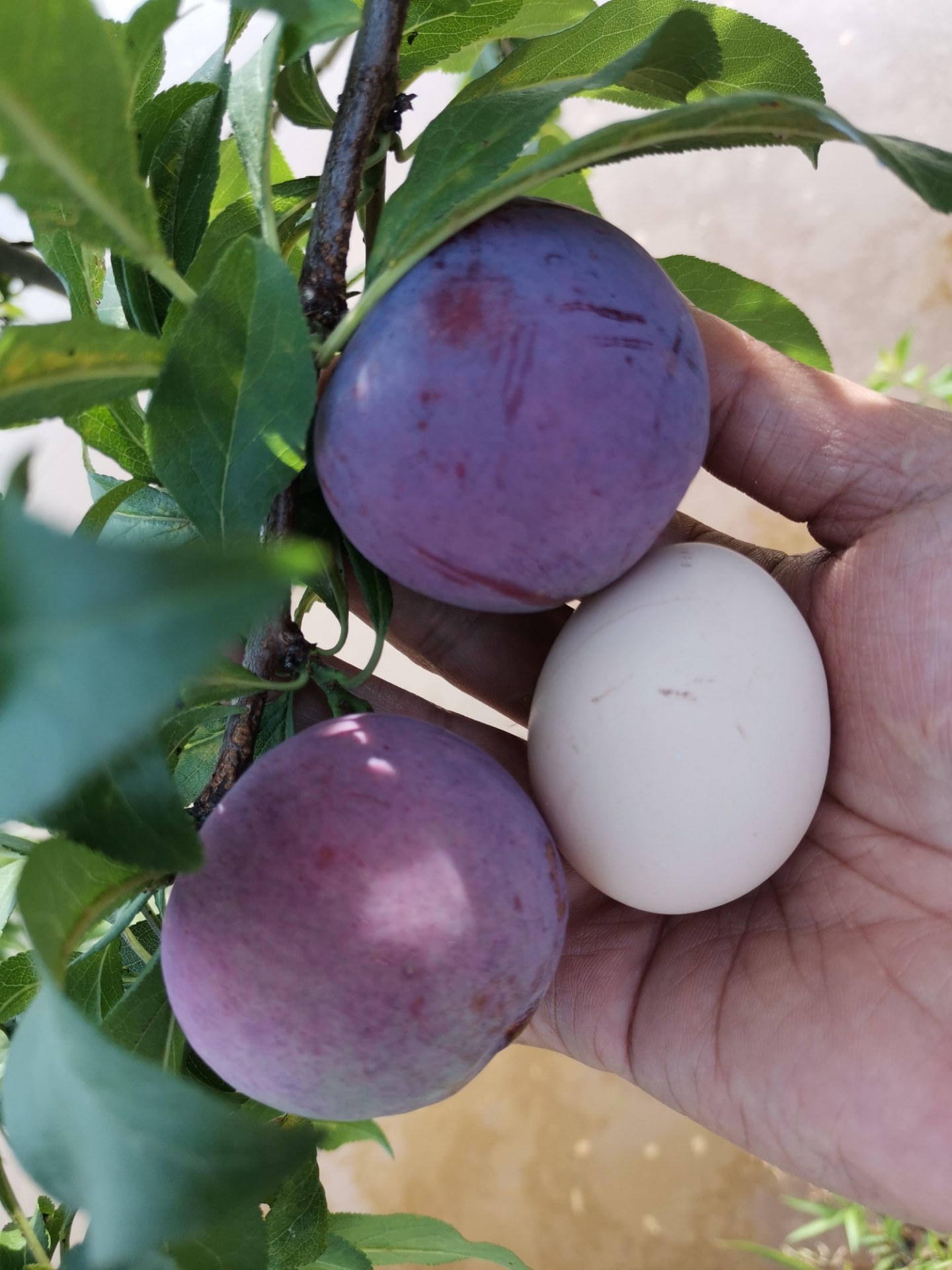 漂亮的黑布林李子