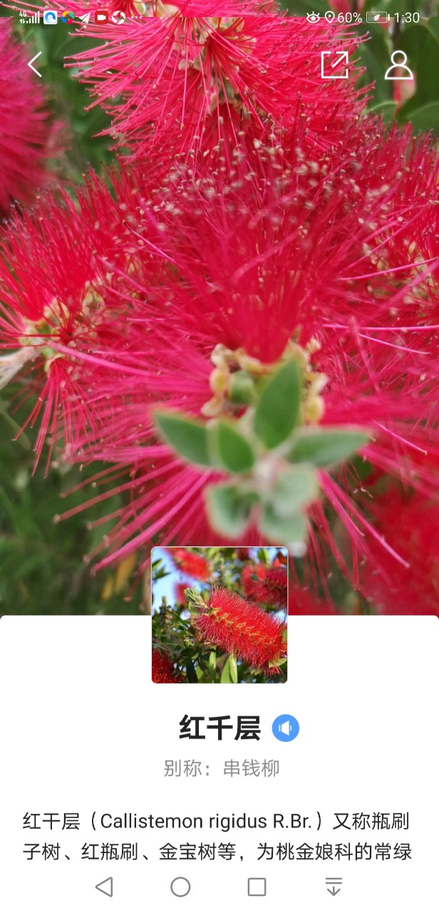 欣赏:鲜艳夺目的"红千层"花