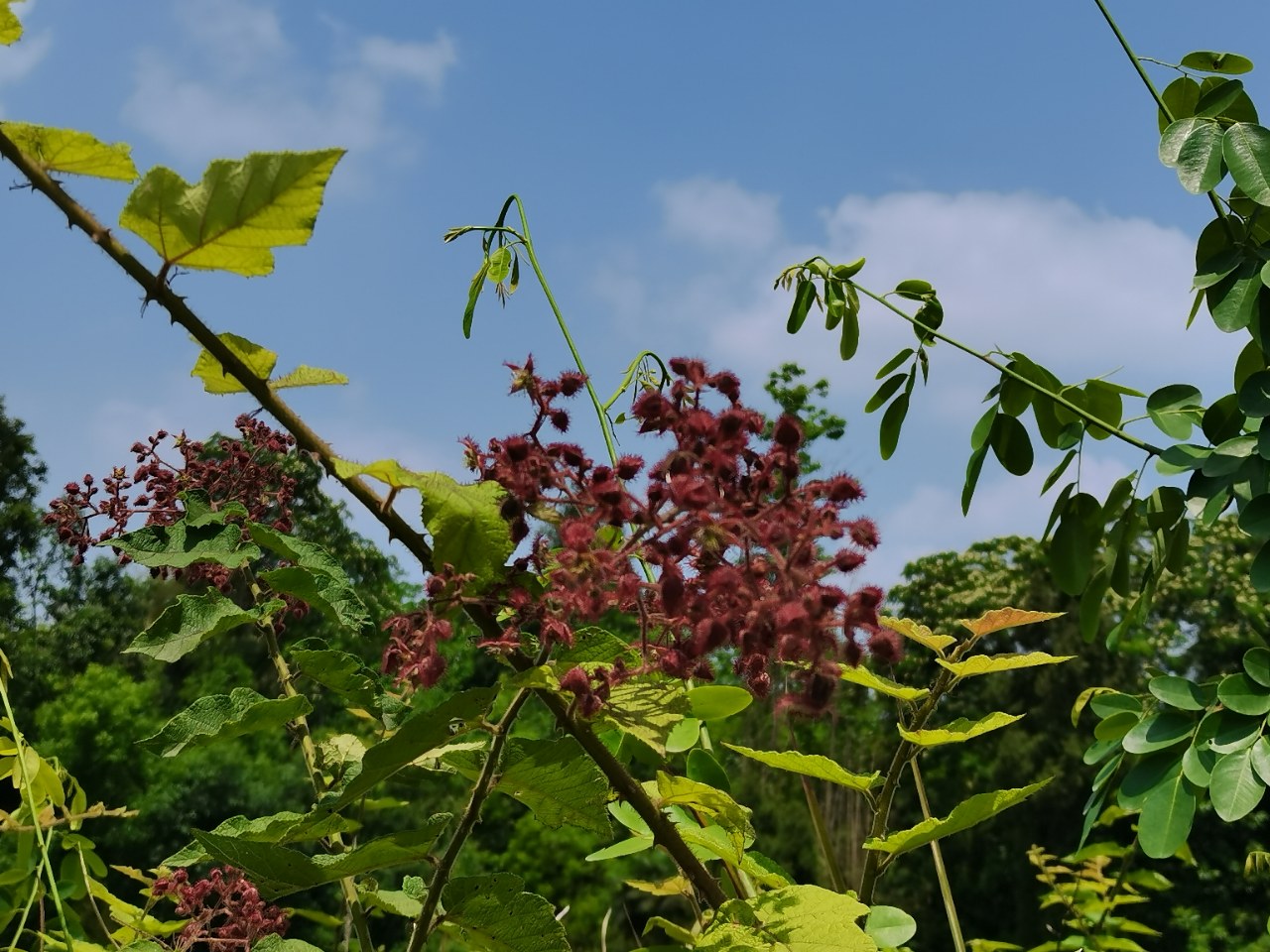 小時候,屋背後陽溝坎上,全是這種刺,五月份開花,六七月份結果,烏紅烏