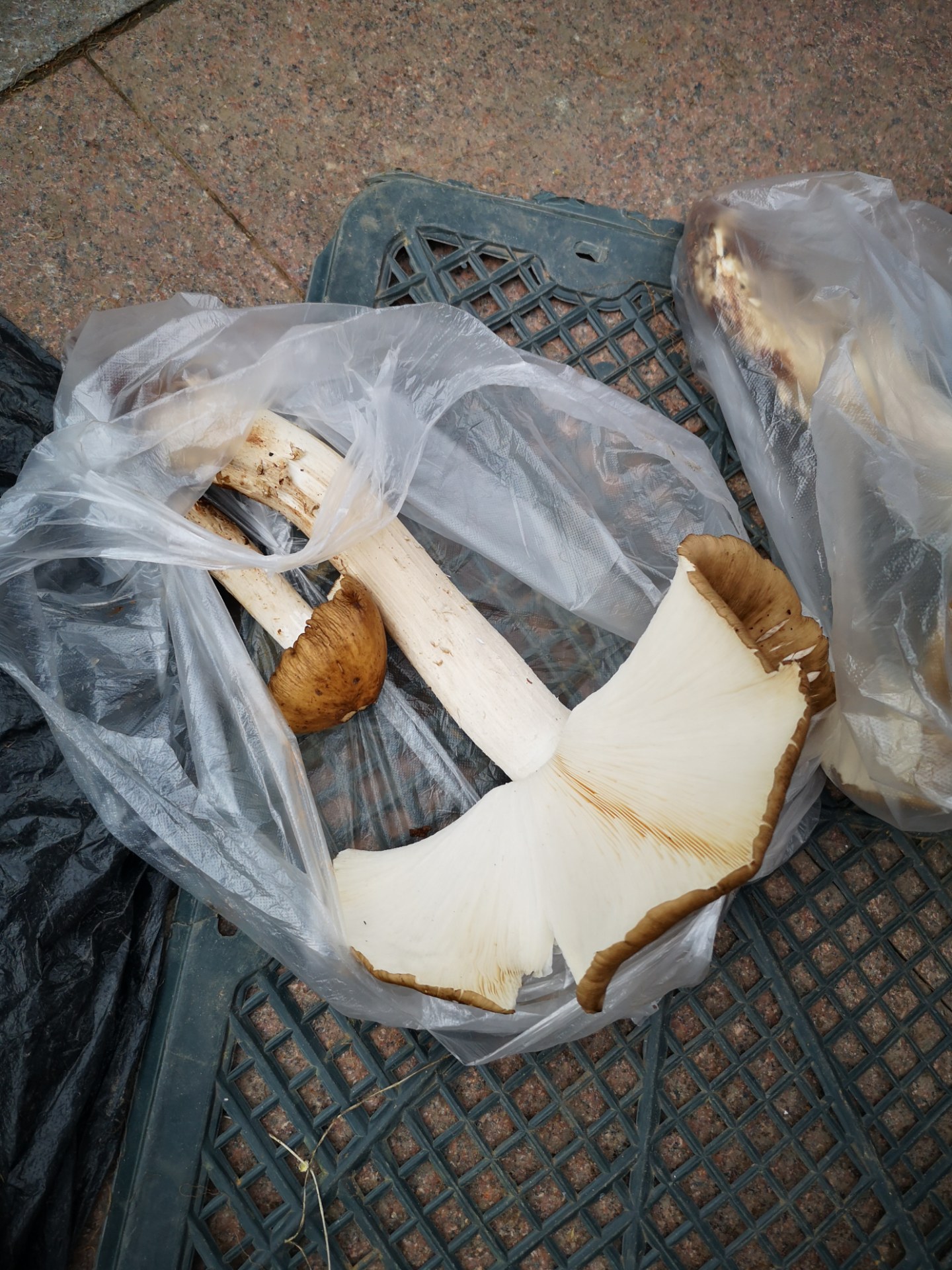 好大两株"伞把菇",众人惊叹团团围住