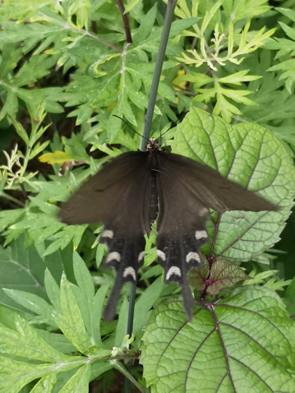 欣赏:一只黑蝴蝶翻飞的轨迹