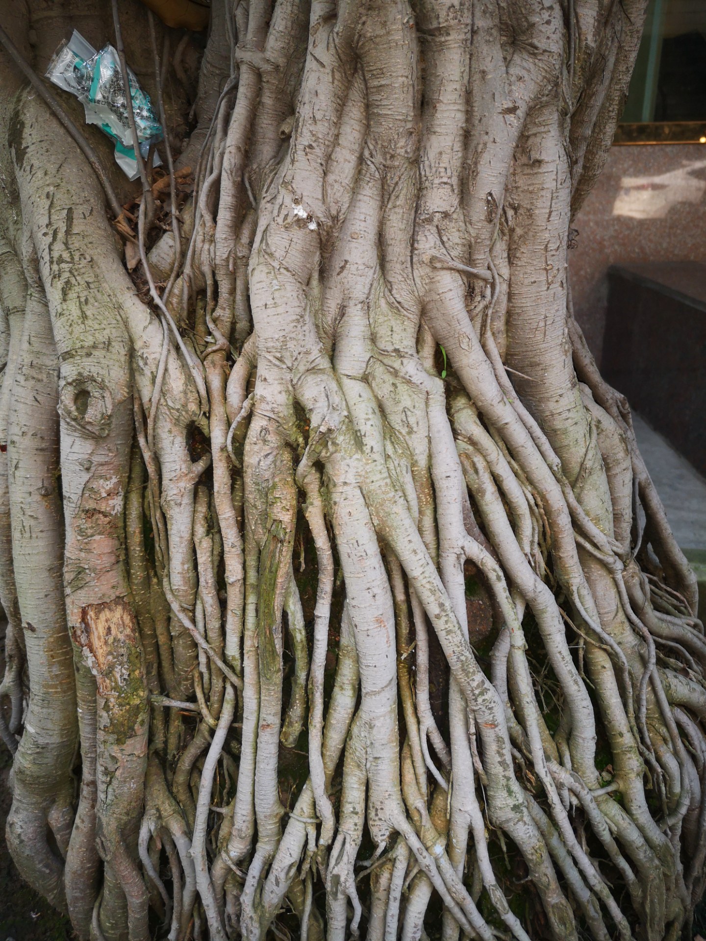叶子稀少,造型不理想;但这树的根造型特别,又细又多,根系非常发达真是