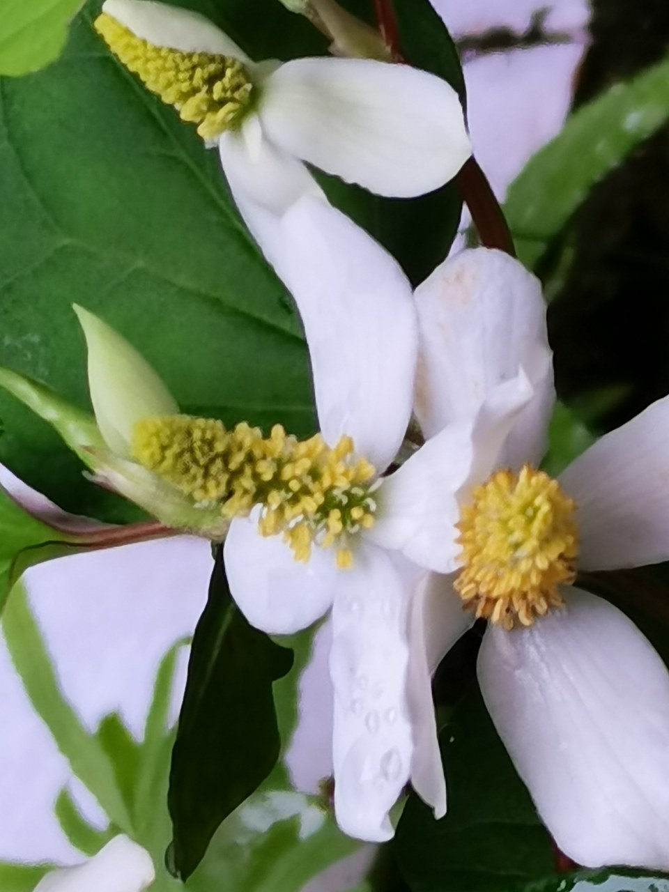 折耳根花你见过吗?