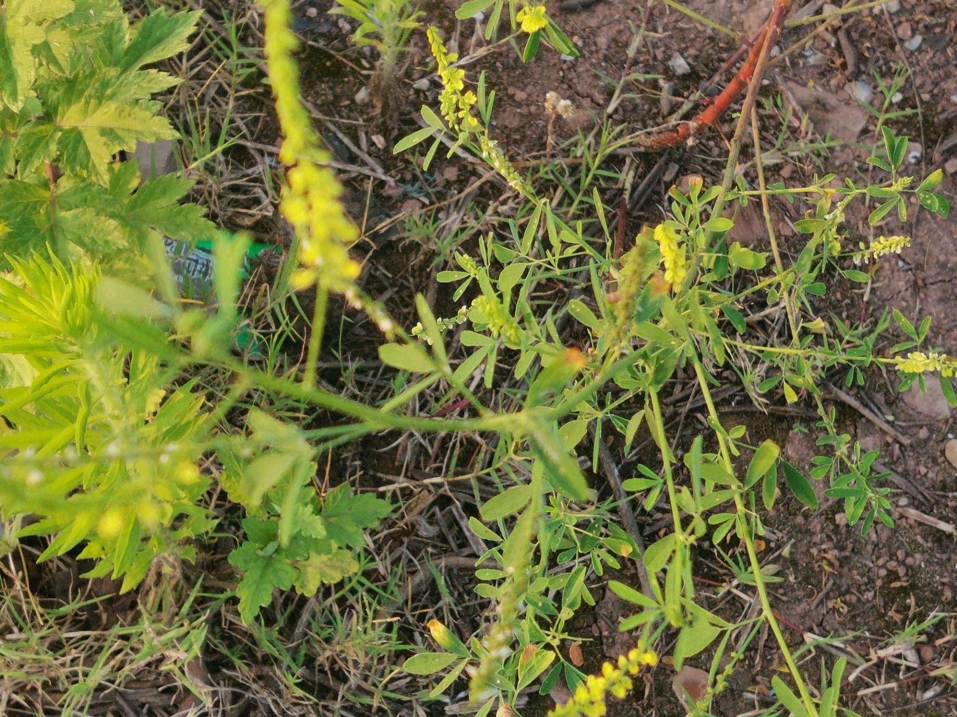 野花系列——小蜜蜂与印度草木犀