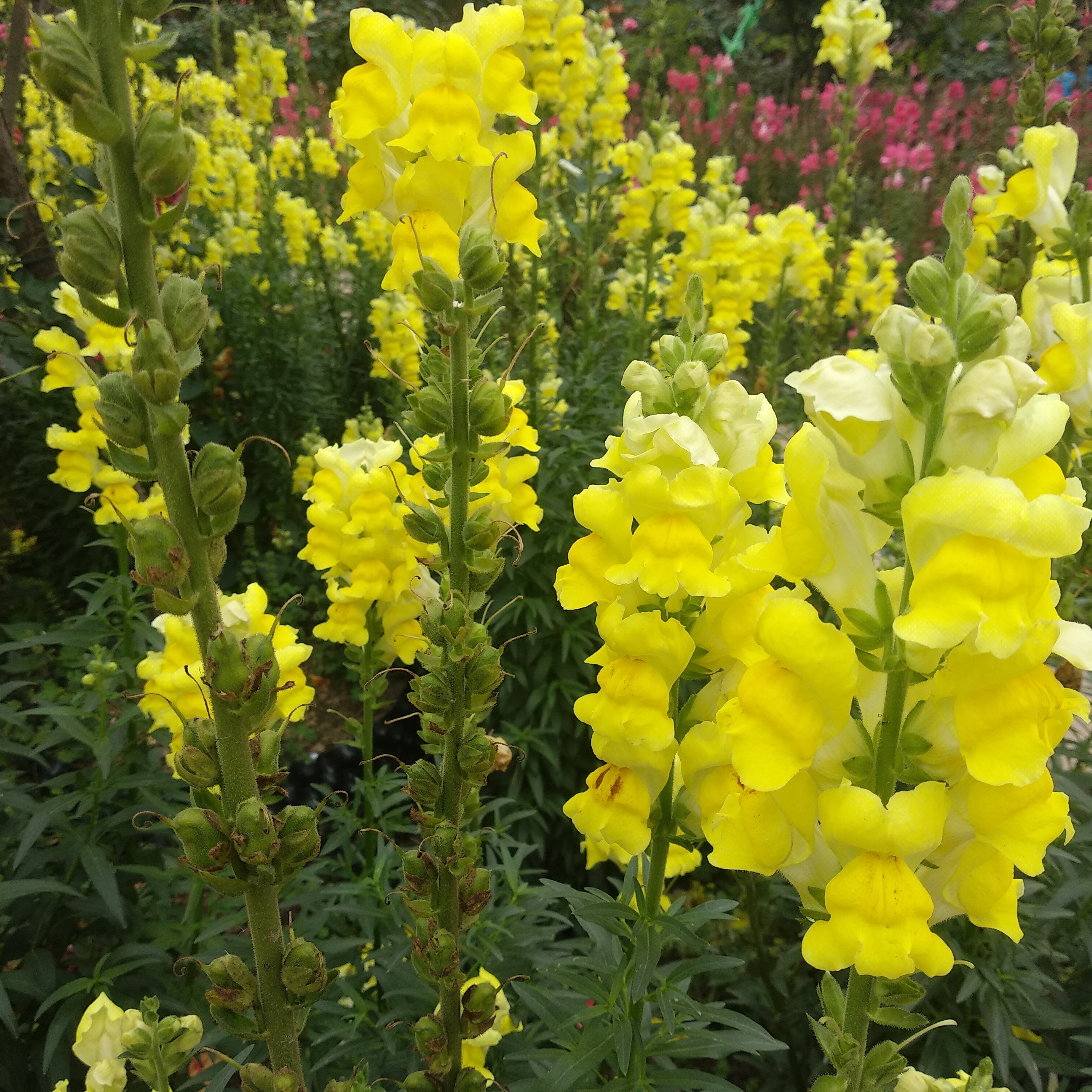 安岳.悦缘花谷观龙头花!