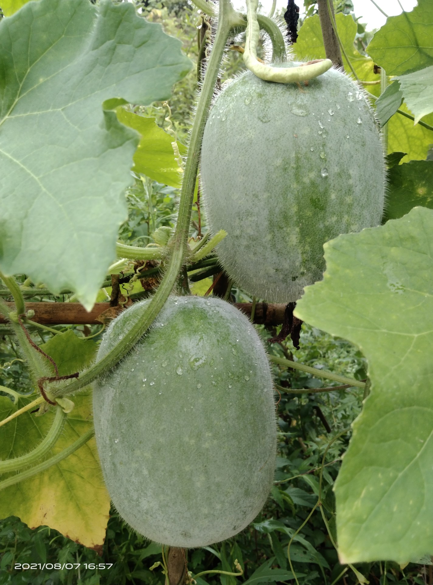 妈妈栽一窝粉冬瓜,乖的很而且很好吃