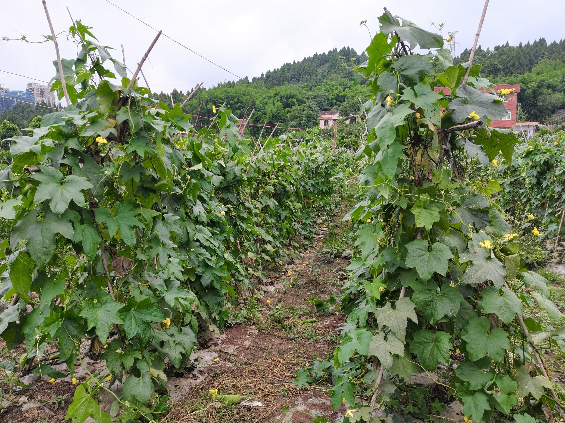 搭架牵藤,只要通风光照好,结的也好,这个柑子土旁的一大块地的丝瓜地