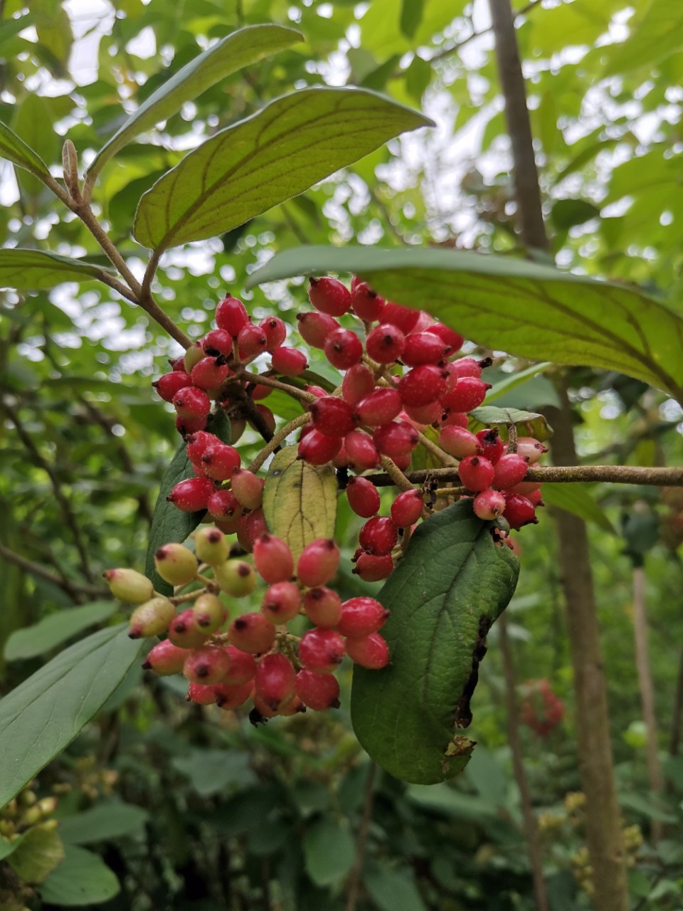 漂亮的烟管荚蒾