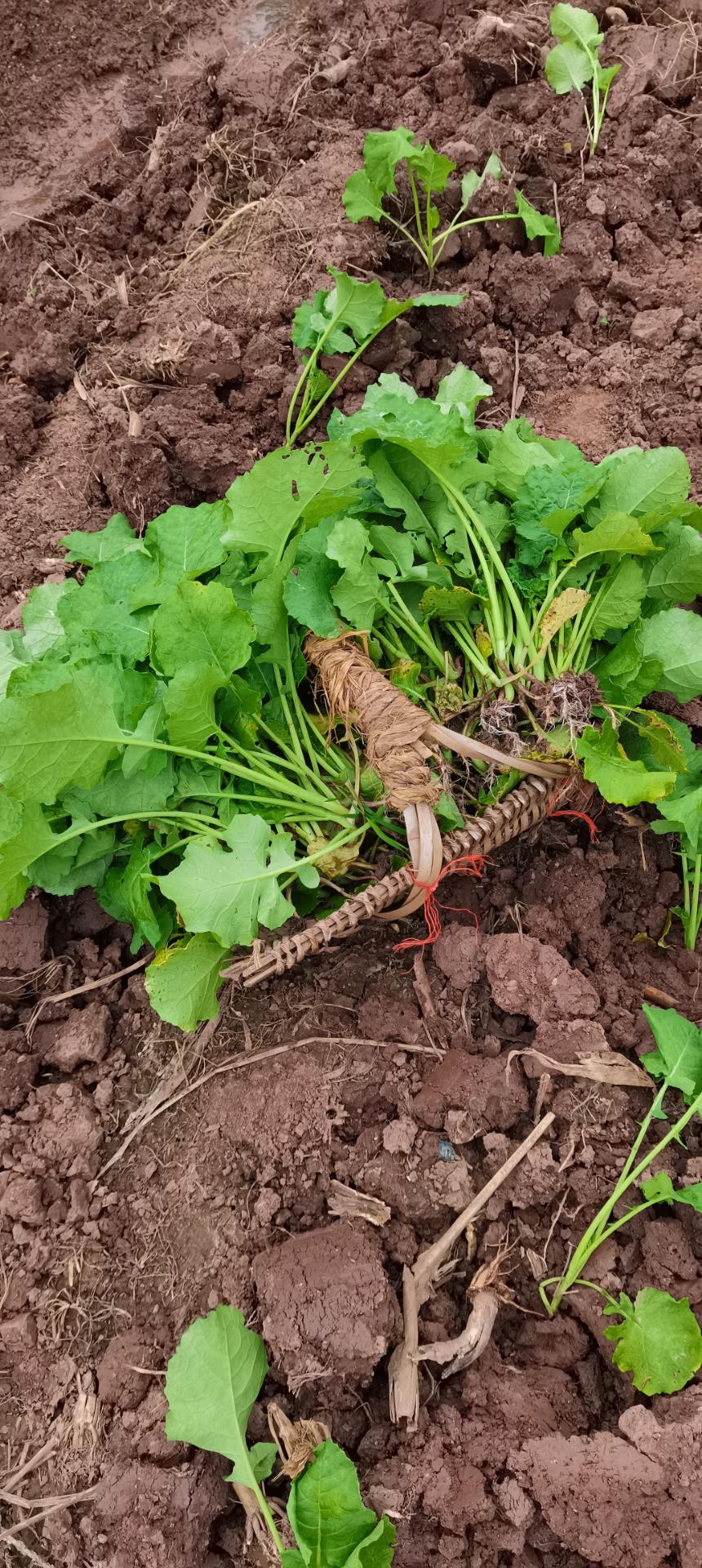资阳又是一年栽油菜秧秧的季节到了