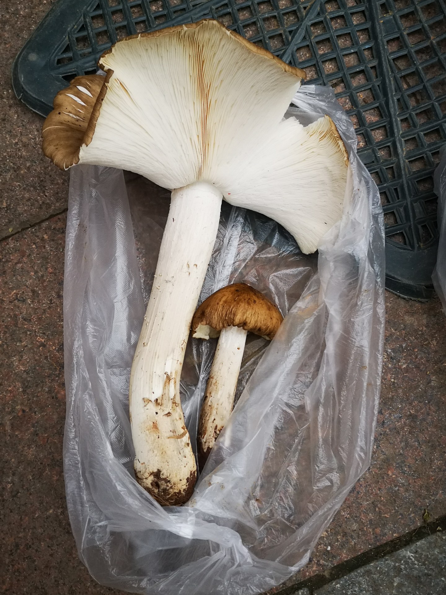 好大两株"伞把菇",众人惊叹团团围住