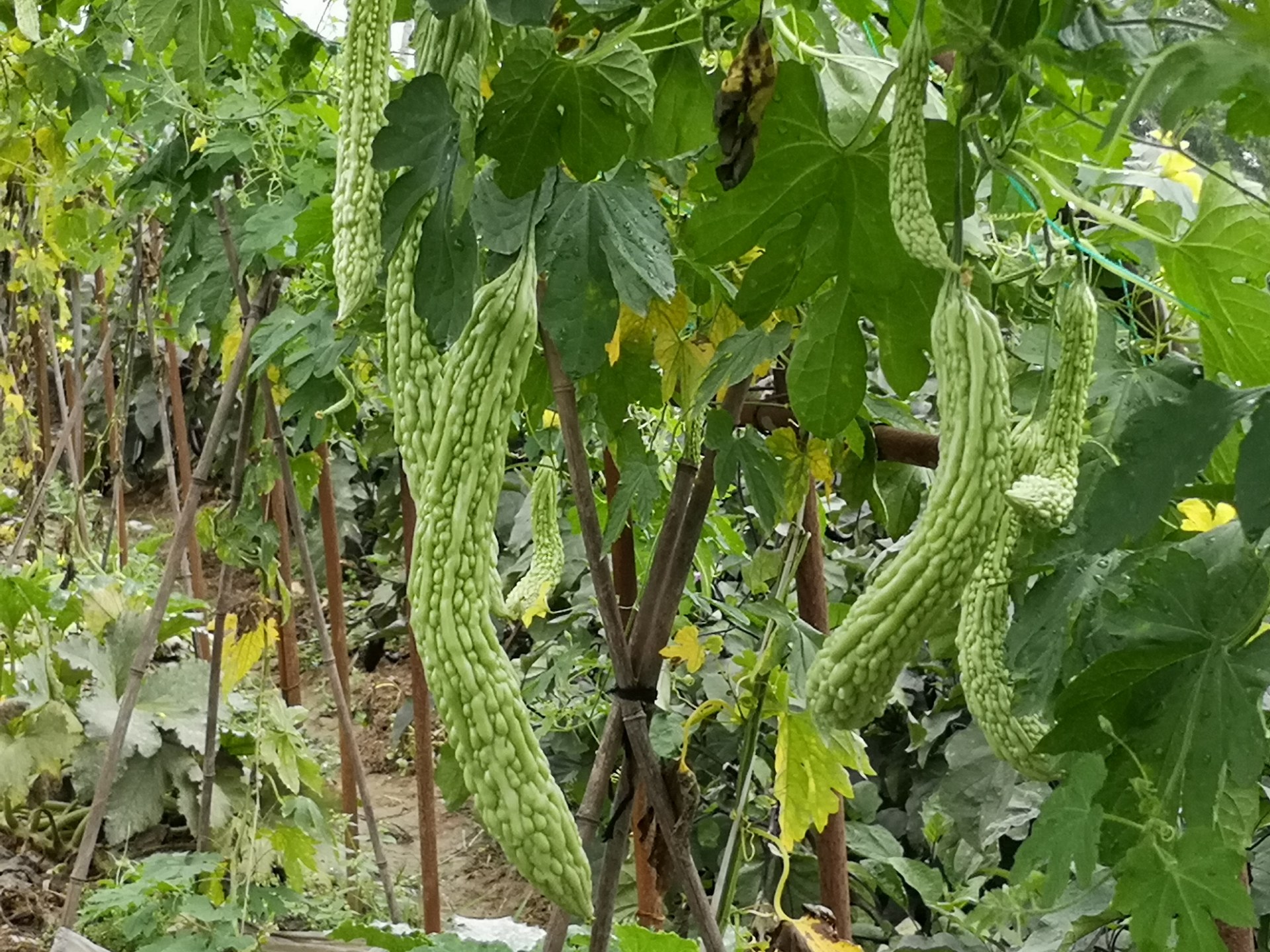 冬季苦瓜大棚种植图片