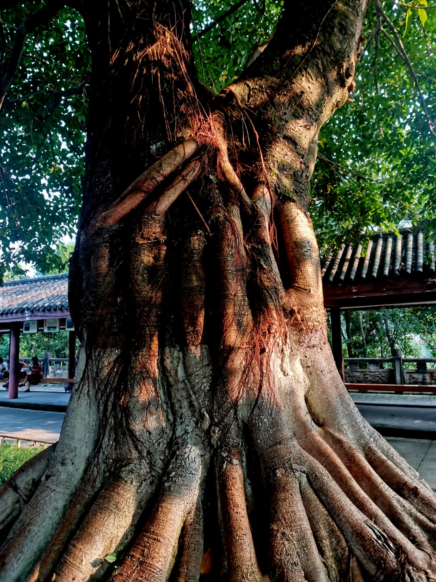 【小草原创】安岳紫竹公园后山的黄葛树,这根系太发达了,生命力顽强