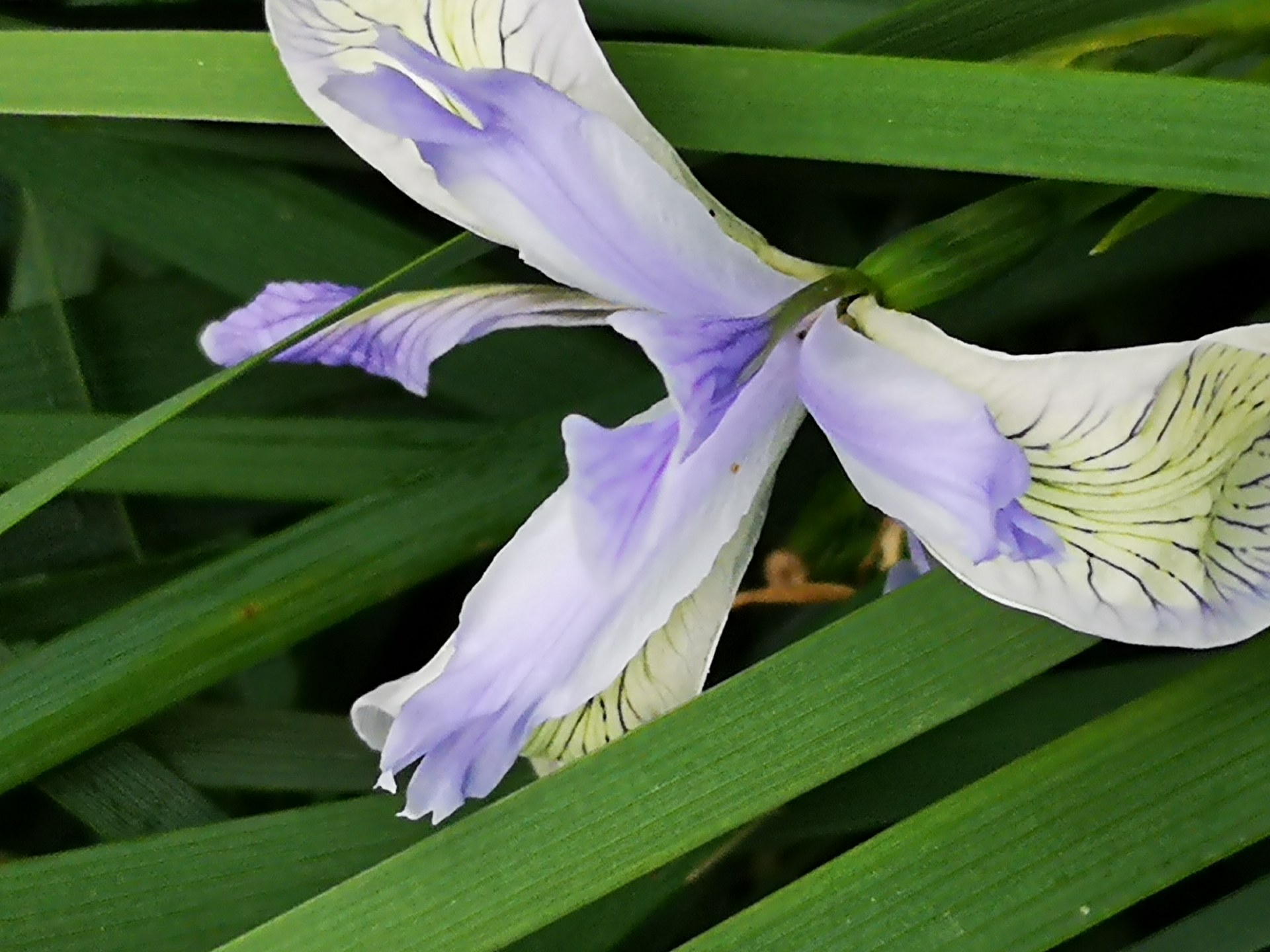 这"马蹄花"很美,不看会后悔