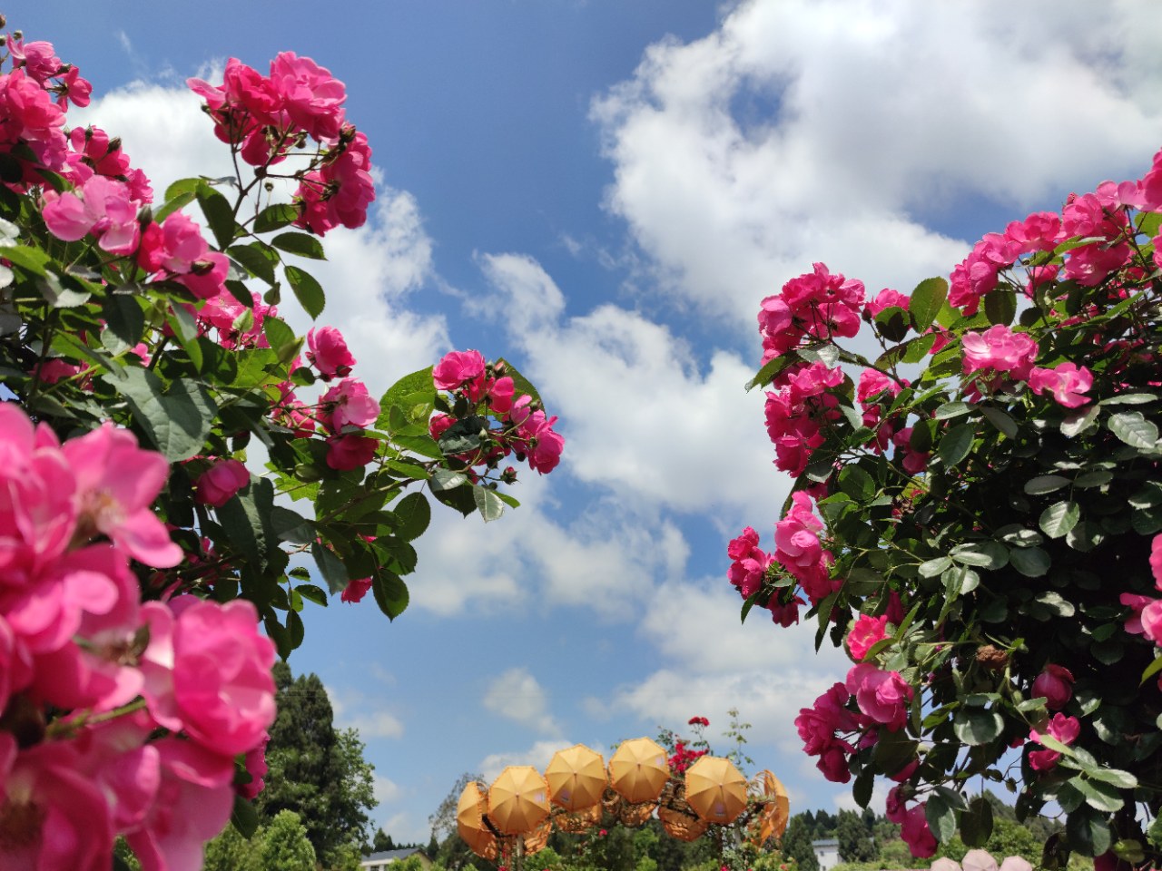 【小草原创】安岳悦缘花谷玫瑰盛开,笑迎游客欣赏打卡