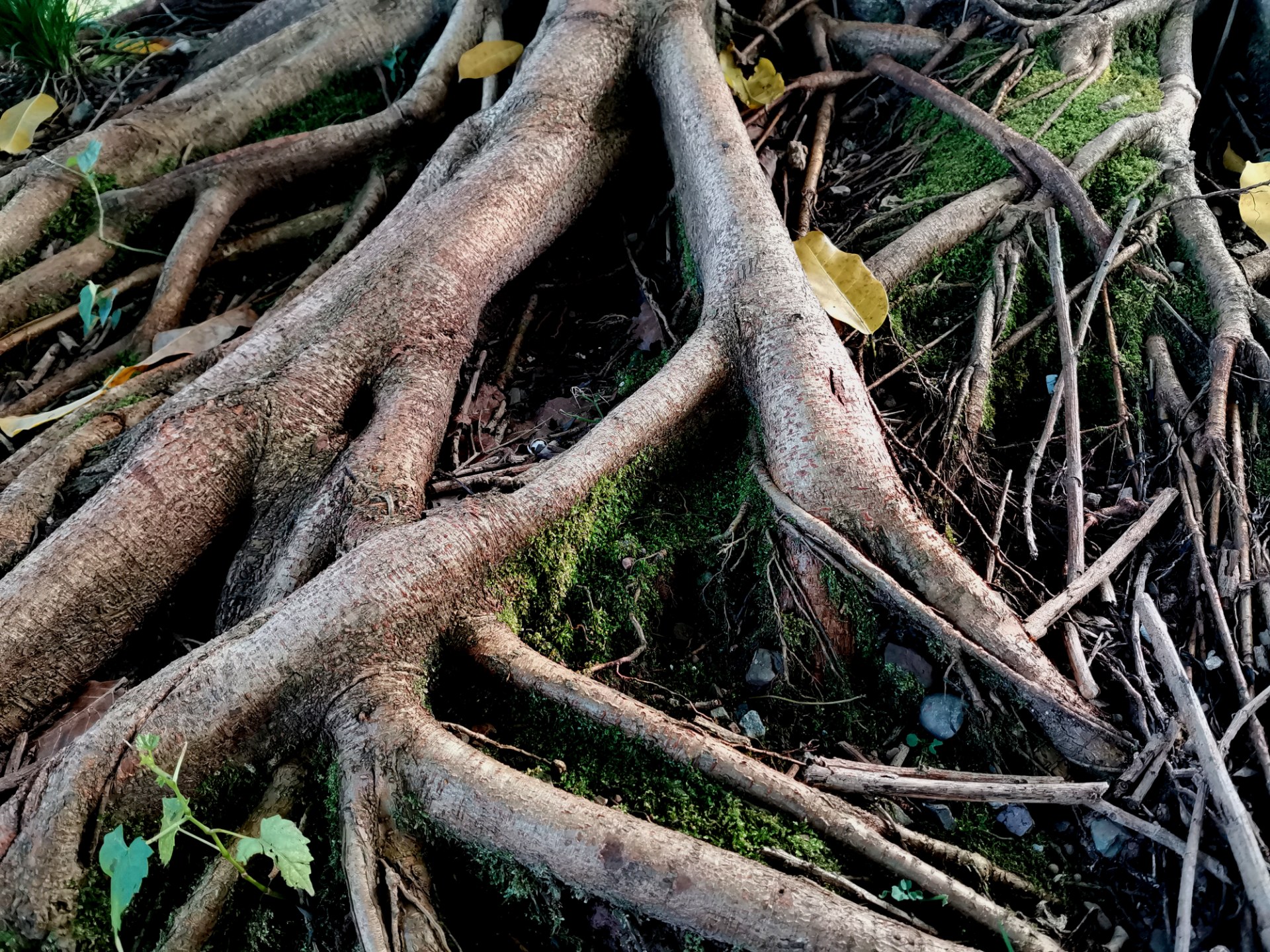 黄桷树的根图片