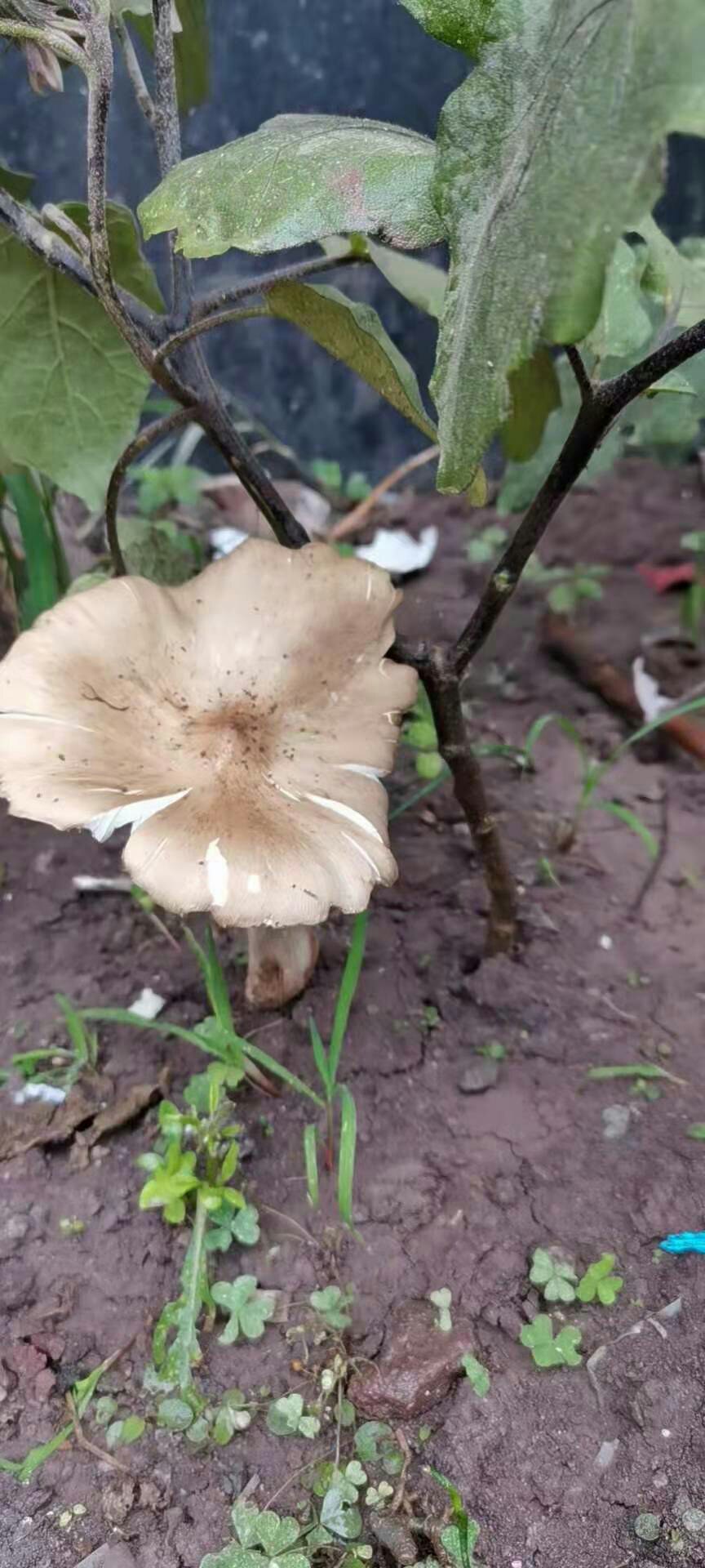 又到找伞把菇的季节