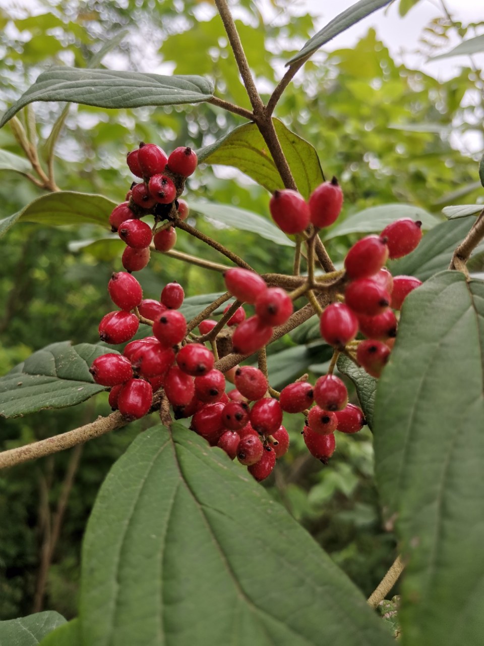 漂亮的烟管荚蒾