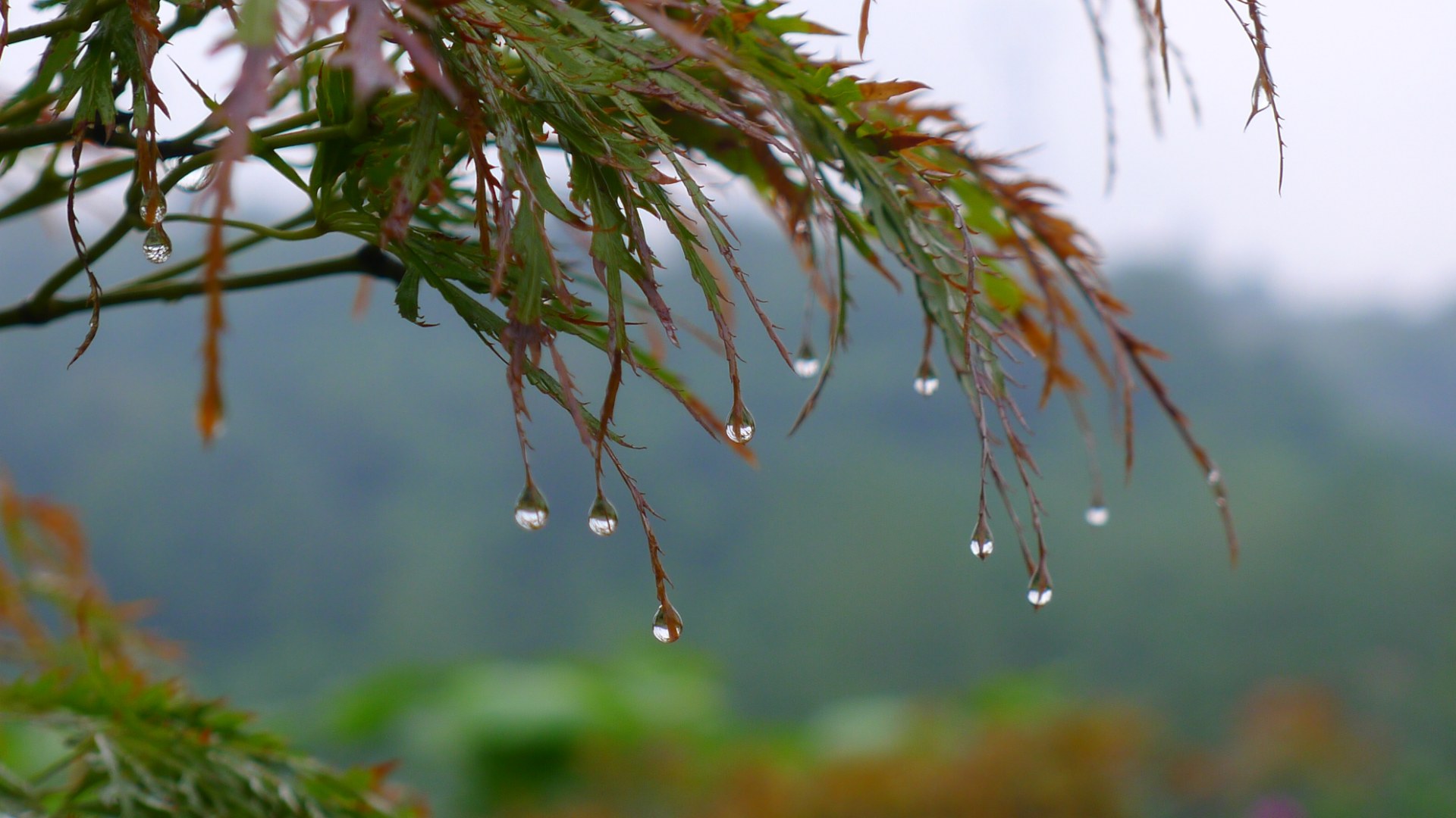 秋雨淅沥