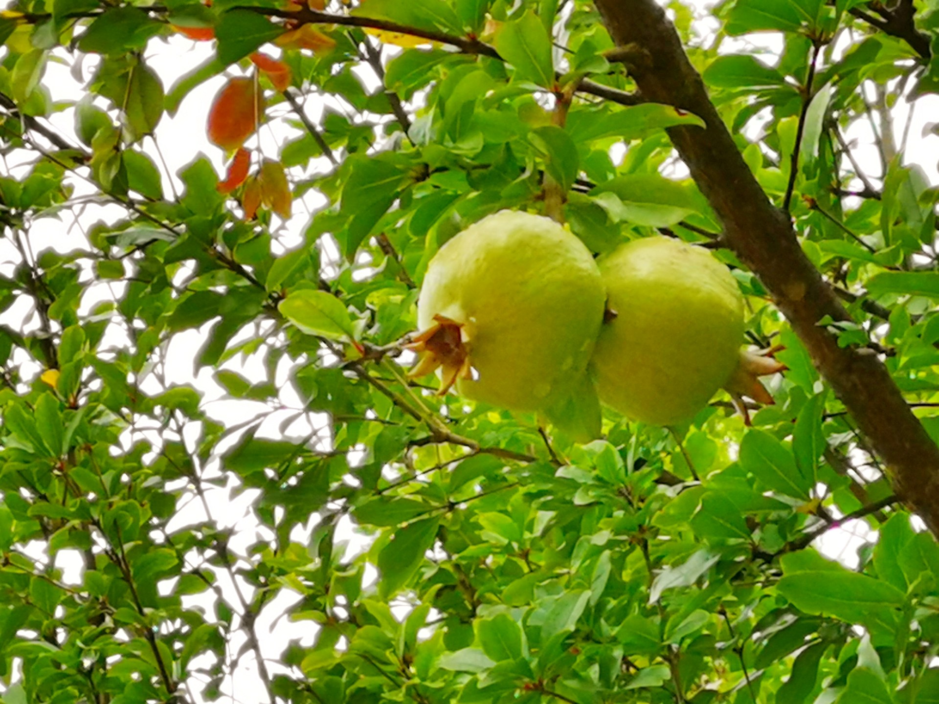 资阳九曲河畔的石榴树终于结果了